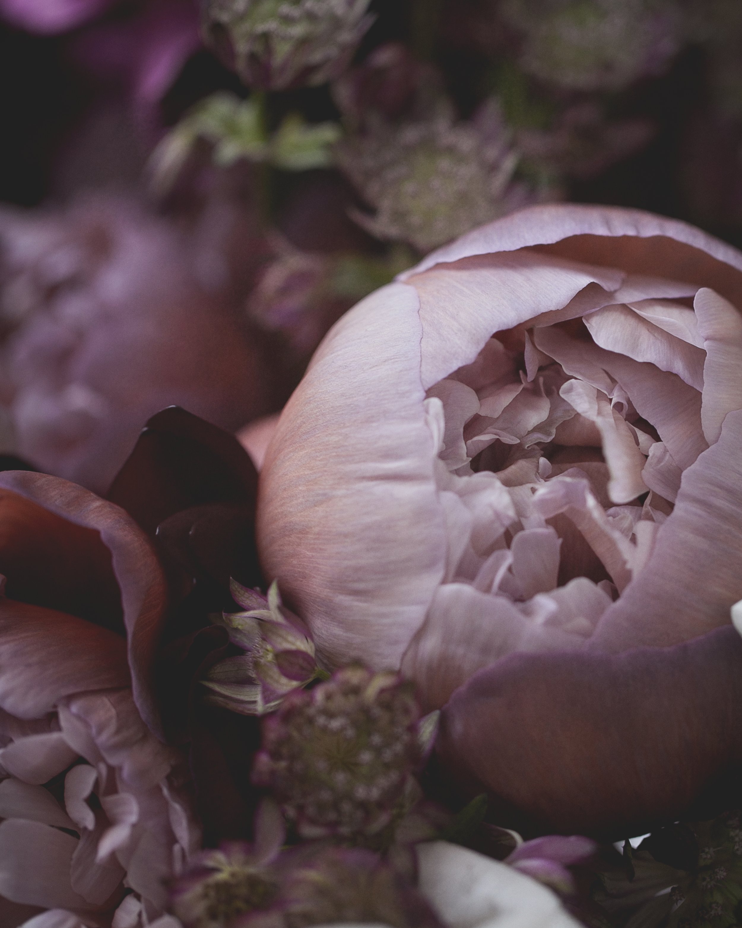 Chocolate Peony Print