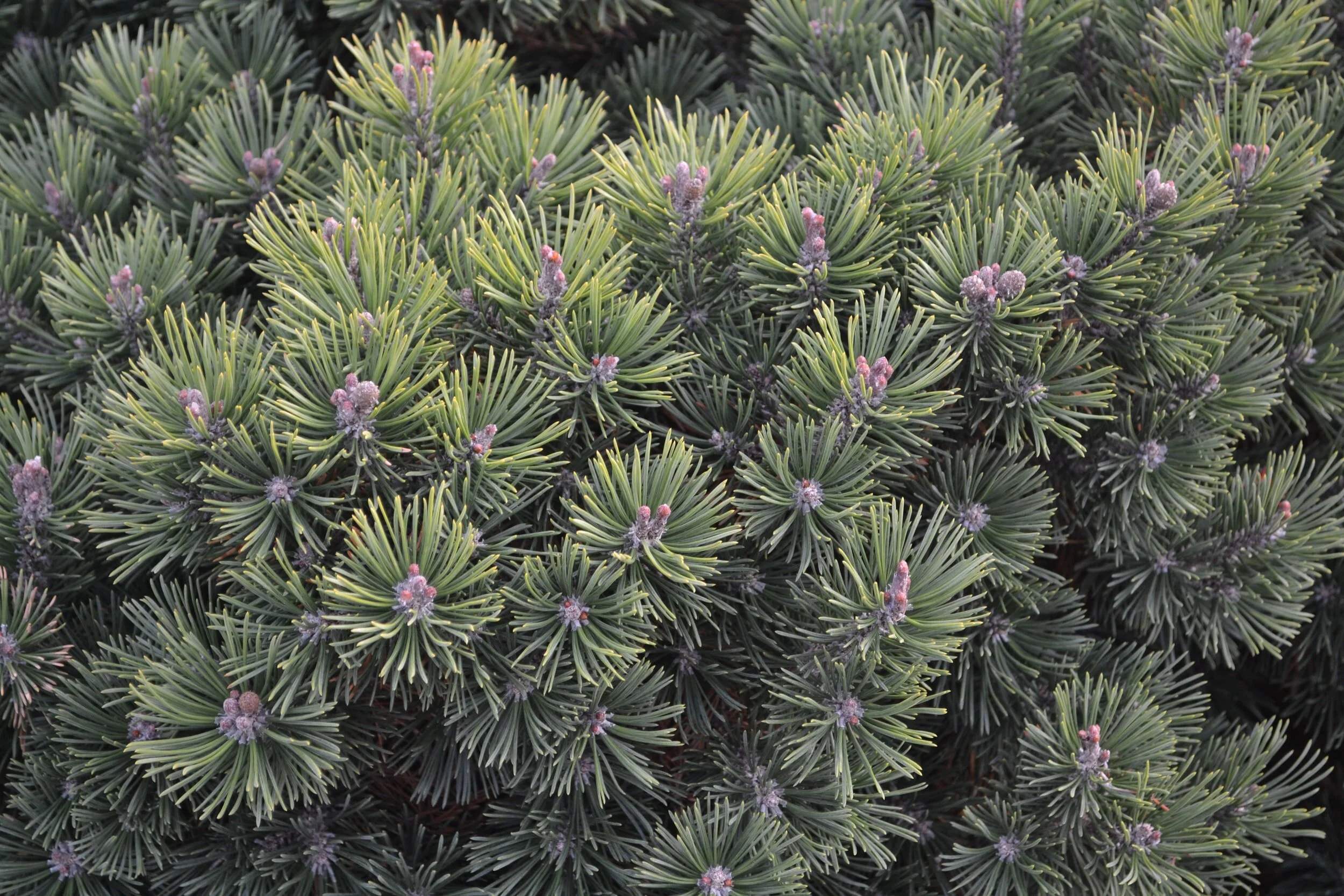 3-6 Breathing Guided Meditation