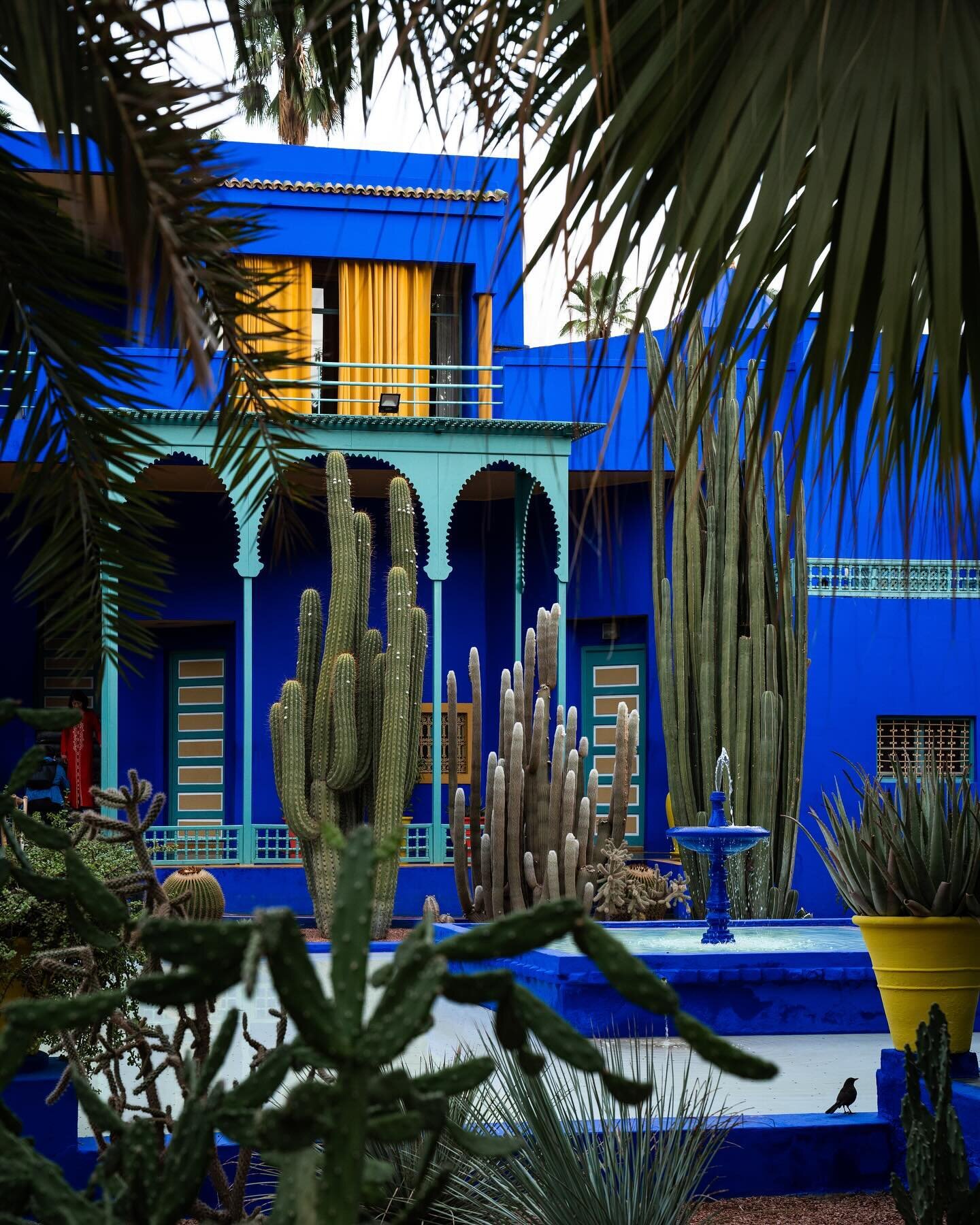 Jardin Majorelle is a sight to behold 💙 the colors, the perfectly manicured gardens, and the diversity of plants are exceptional 

@jardinmajorellemarrakech shot for @soleyogaholidays 📷 

#jardinmajorelle #marrakech #ysl #morocco #travelphotographe