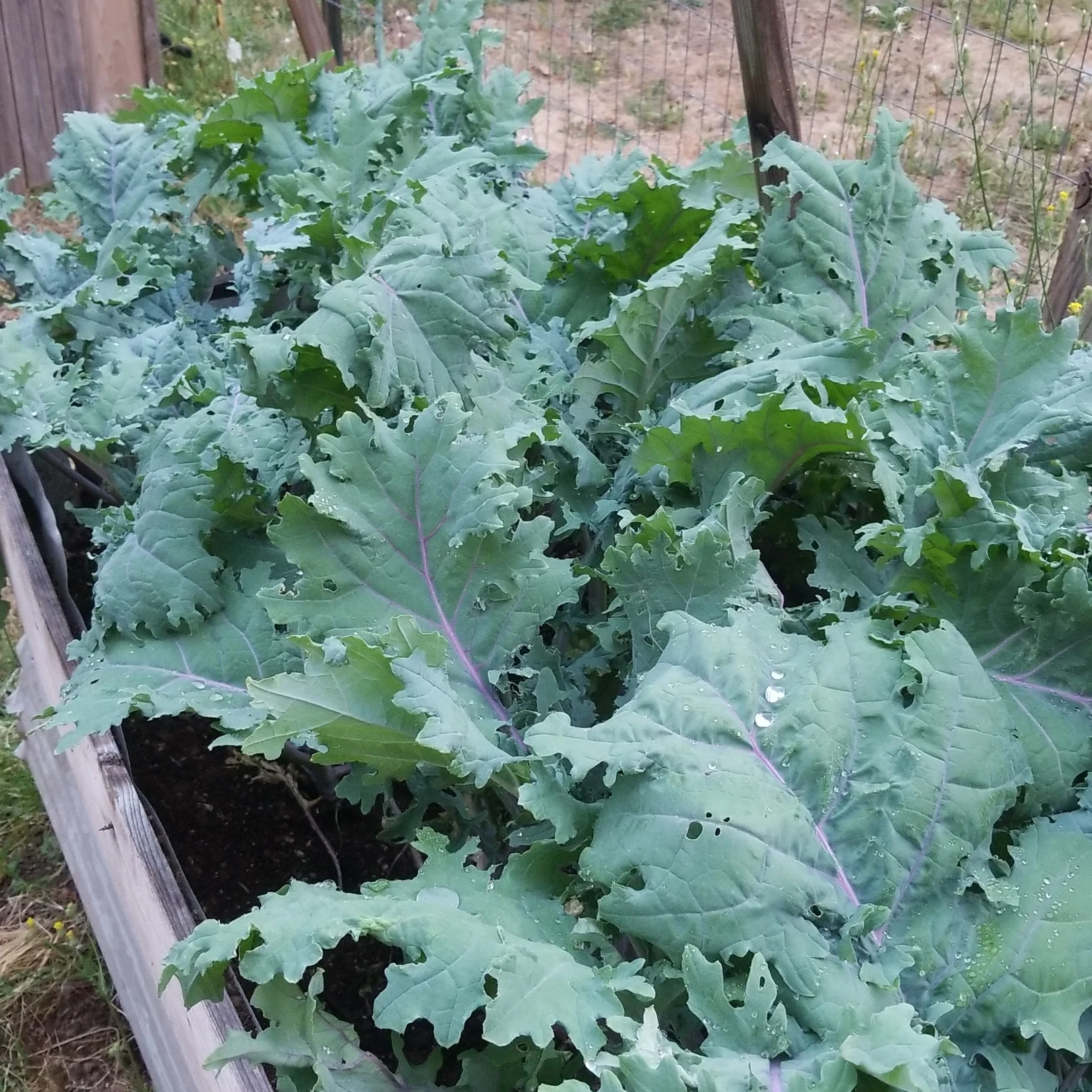 Kale forest.jpg