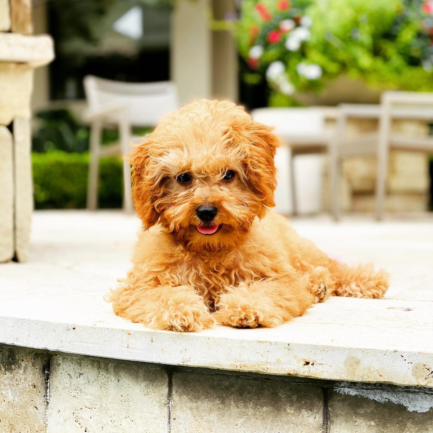 He&rsquo;s already grown so much since this picture. This is puppy Cooper! We&rsquo;ve loved this little Mini Coop since day 1 of being home!
🐾 Cooper
&mdash;&mdash;&mdash;&mdash;&mdash;&mdash;&mdash;&mdash;&mdash;&mdash;&mdash;&mdash;&mdash;&mdash;