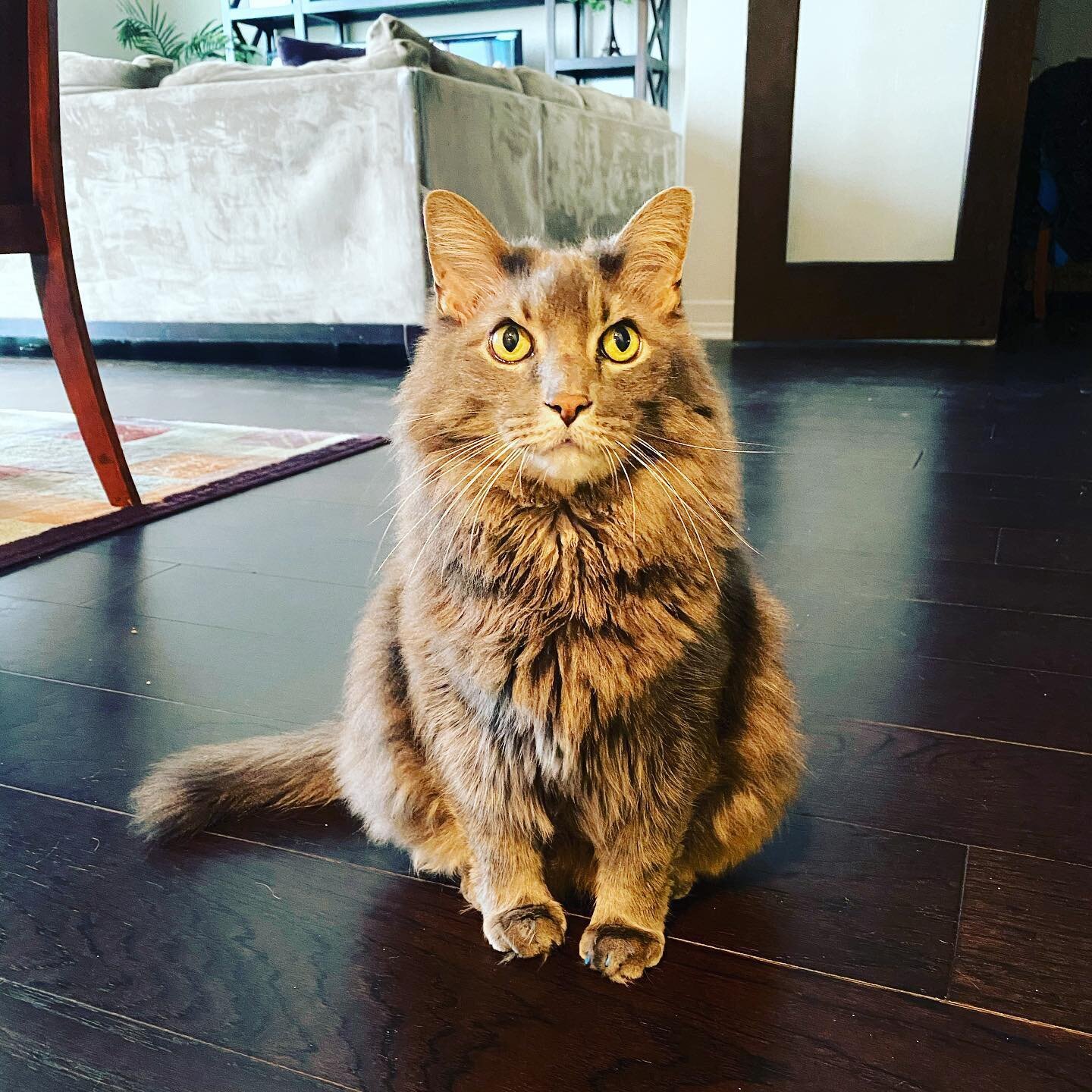 Meet Mikey! Mikey&rsquo;s mom met the owner, Meredith, in an elevator while she was walking a pup in the same building. Now Paws of Houston gets to take care of Mikey and his three cat siblings as well as a few other family members that they referred