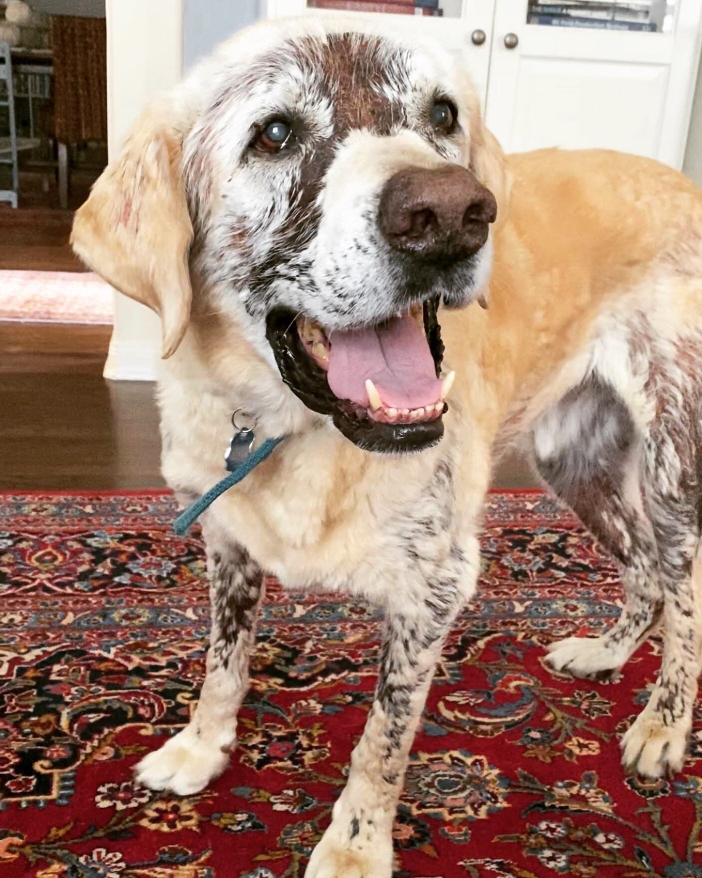 Today is Sawyer&rsquo;s last day here with us. His mom and his family gave him such a happy life. I love him so much. Im so happy I was picked to be his pet sitter. I could barely sleep last night knowing that today is the day. I got to see him last 