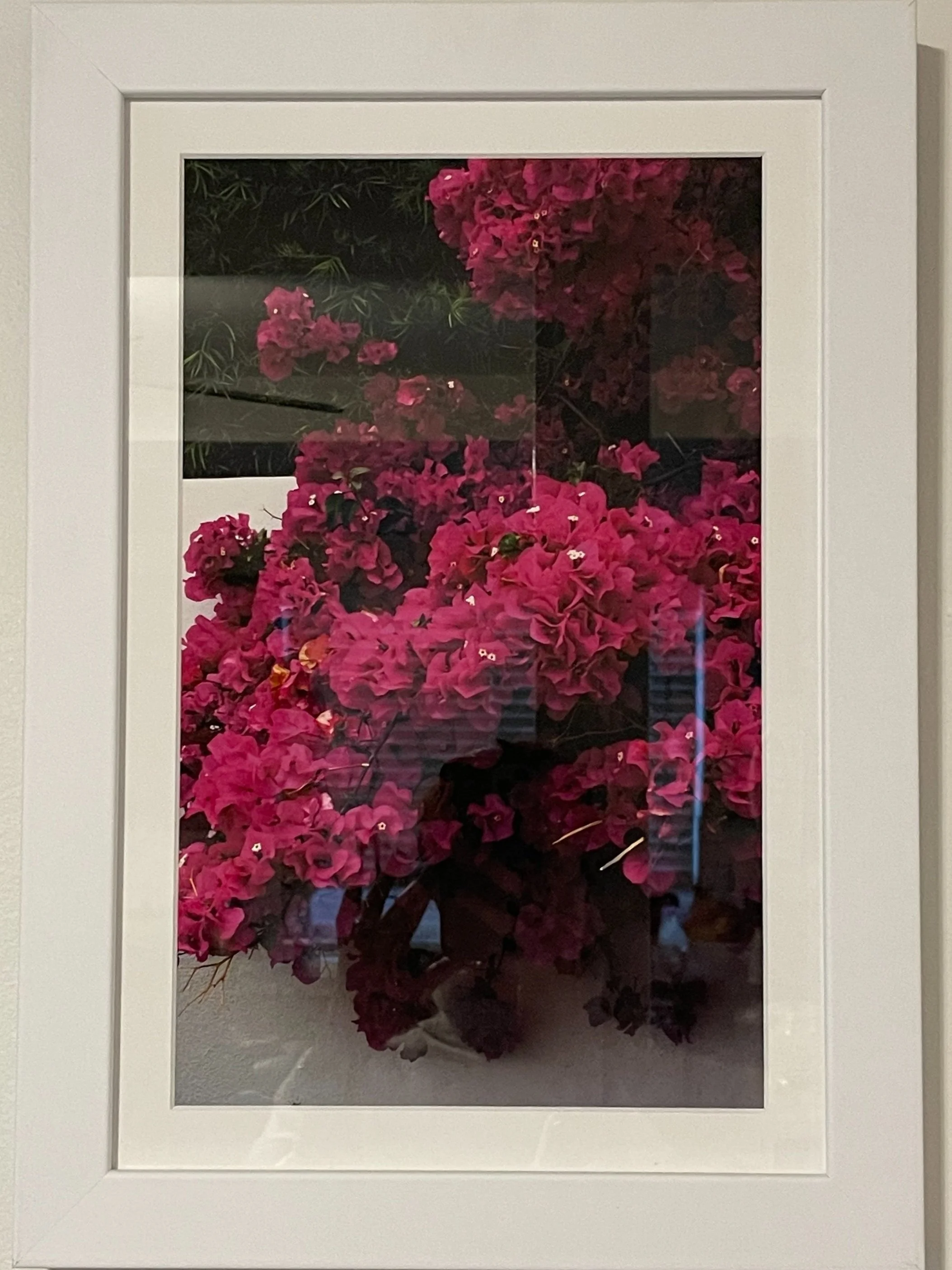 Bougainvillea 1