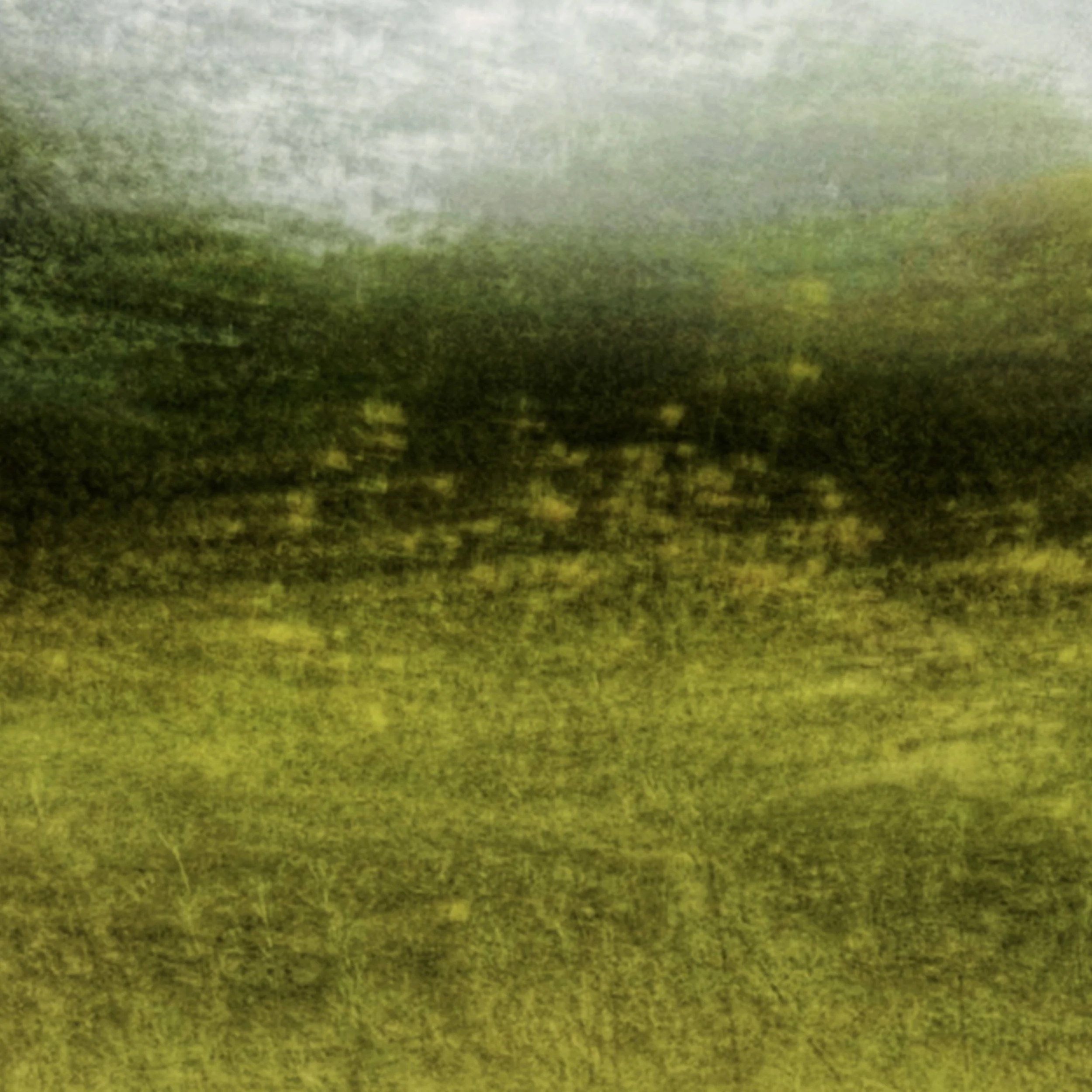 Vastardis_1Golden Meadow  - maureen vastardis.jpeg