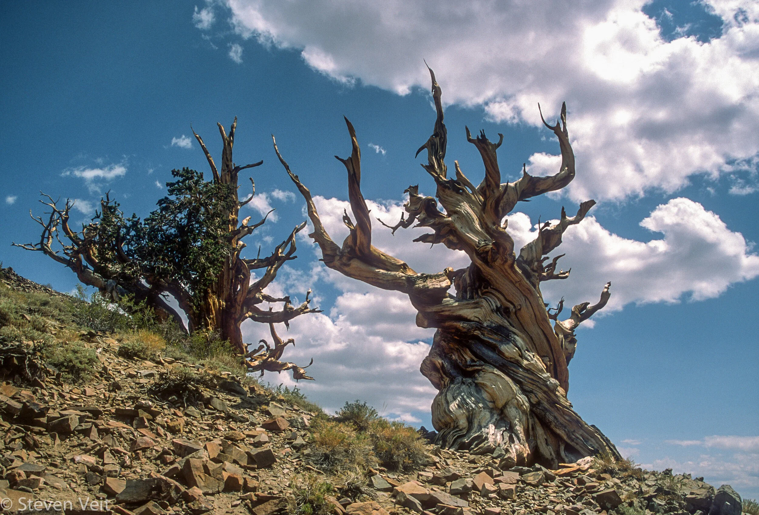 Ancient Bristlecone Pine Forest