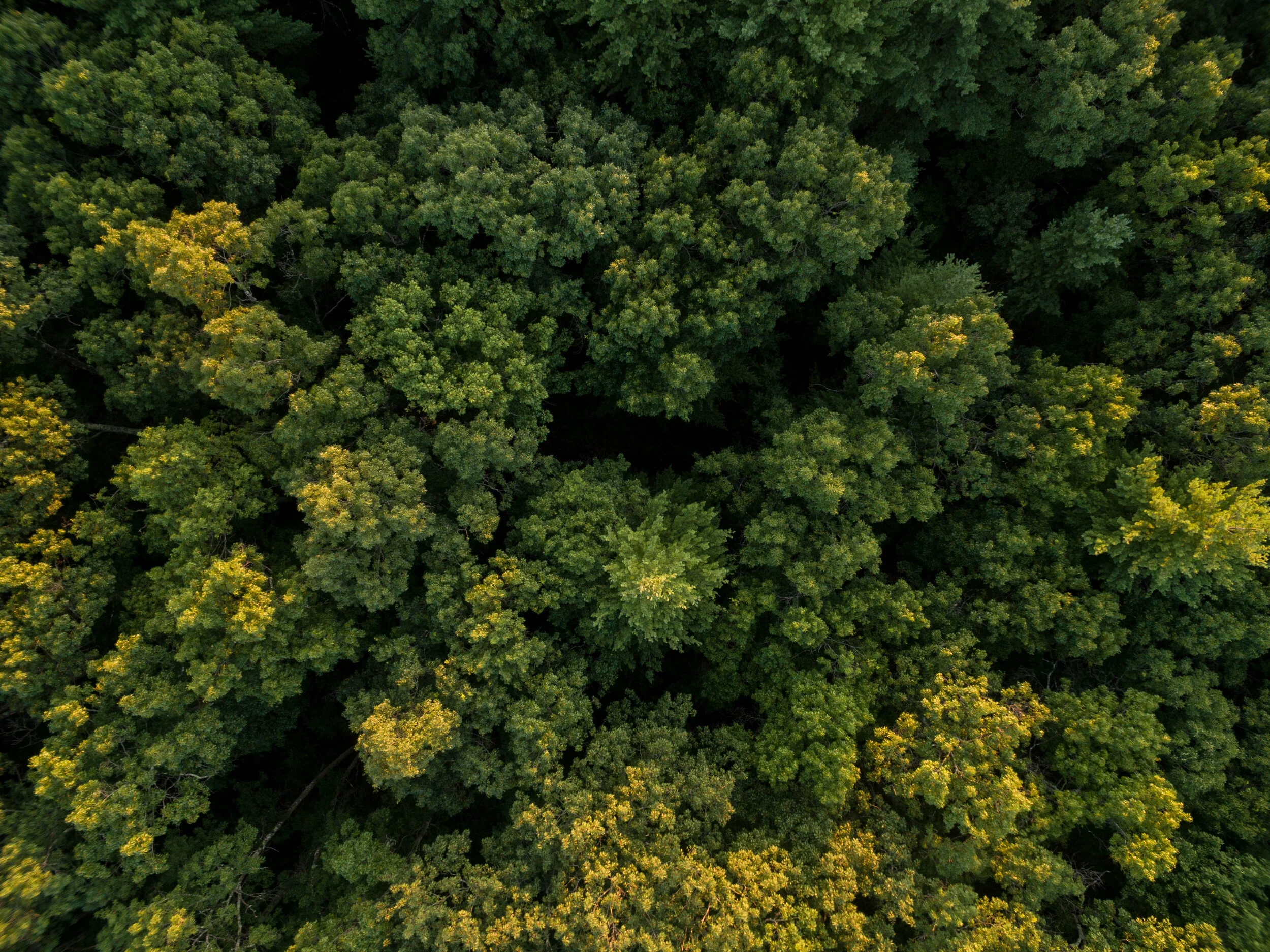 DJI_0005.jpg