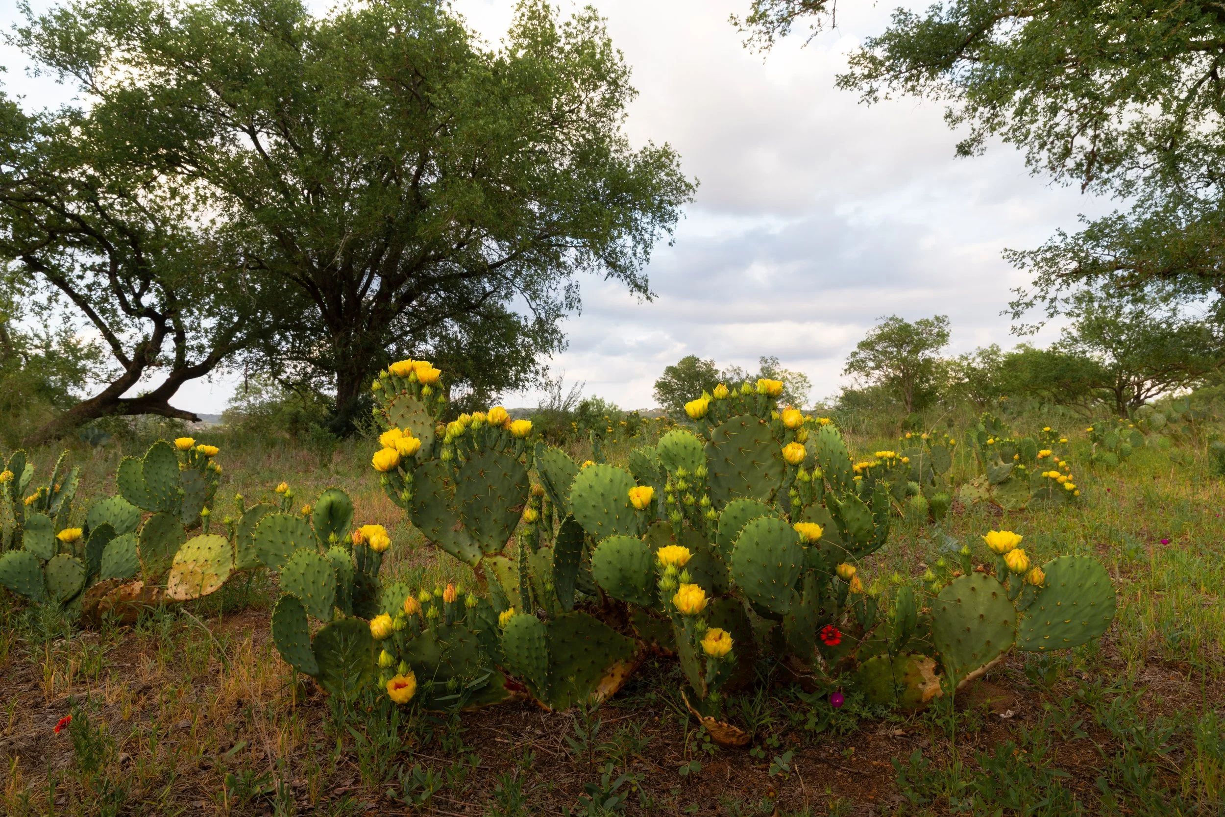 0K0A8879-HDR-Edit.jpg
