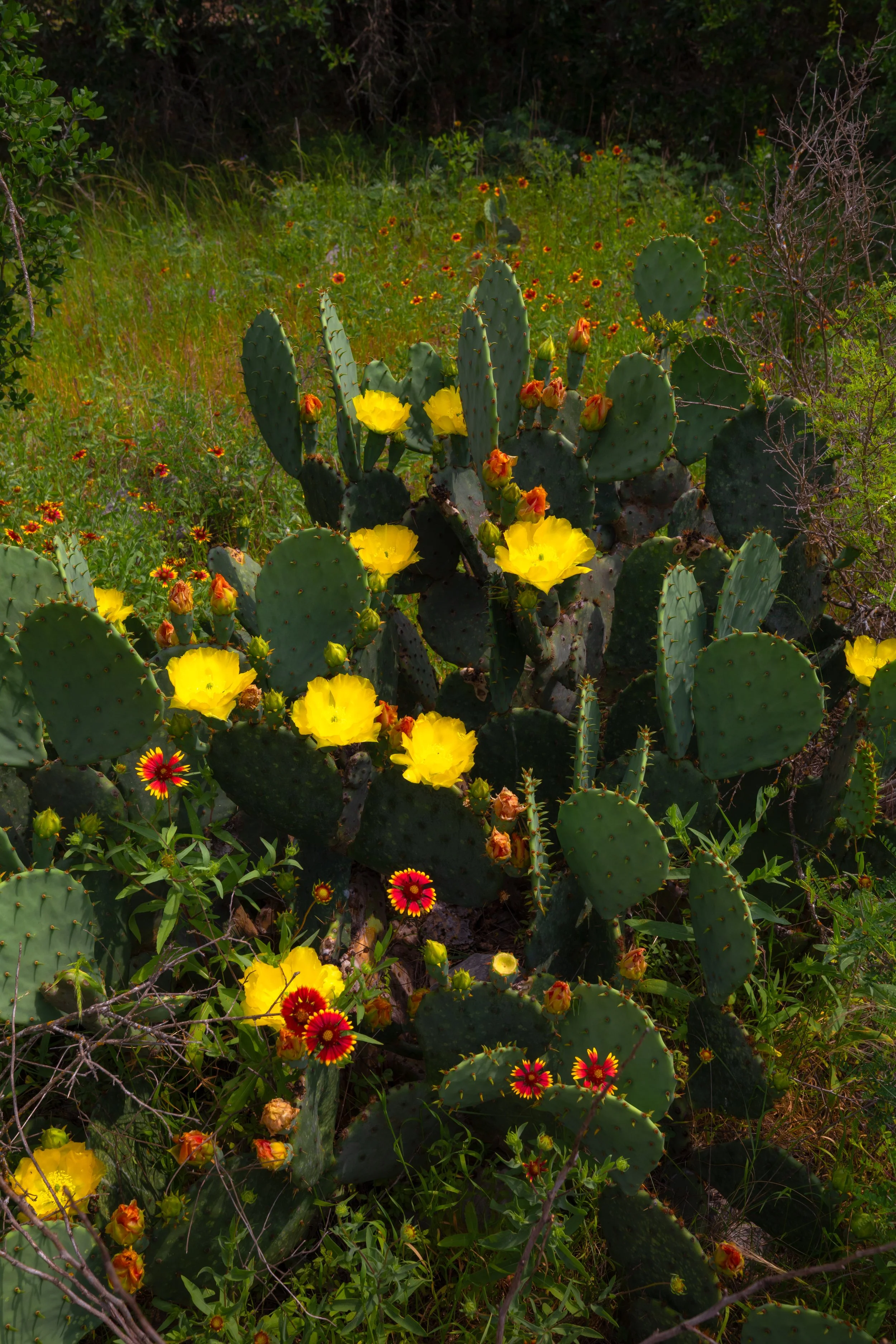 0K0A9062-Edit.jpg