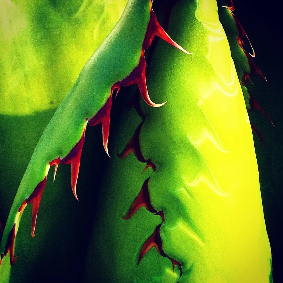 Agave