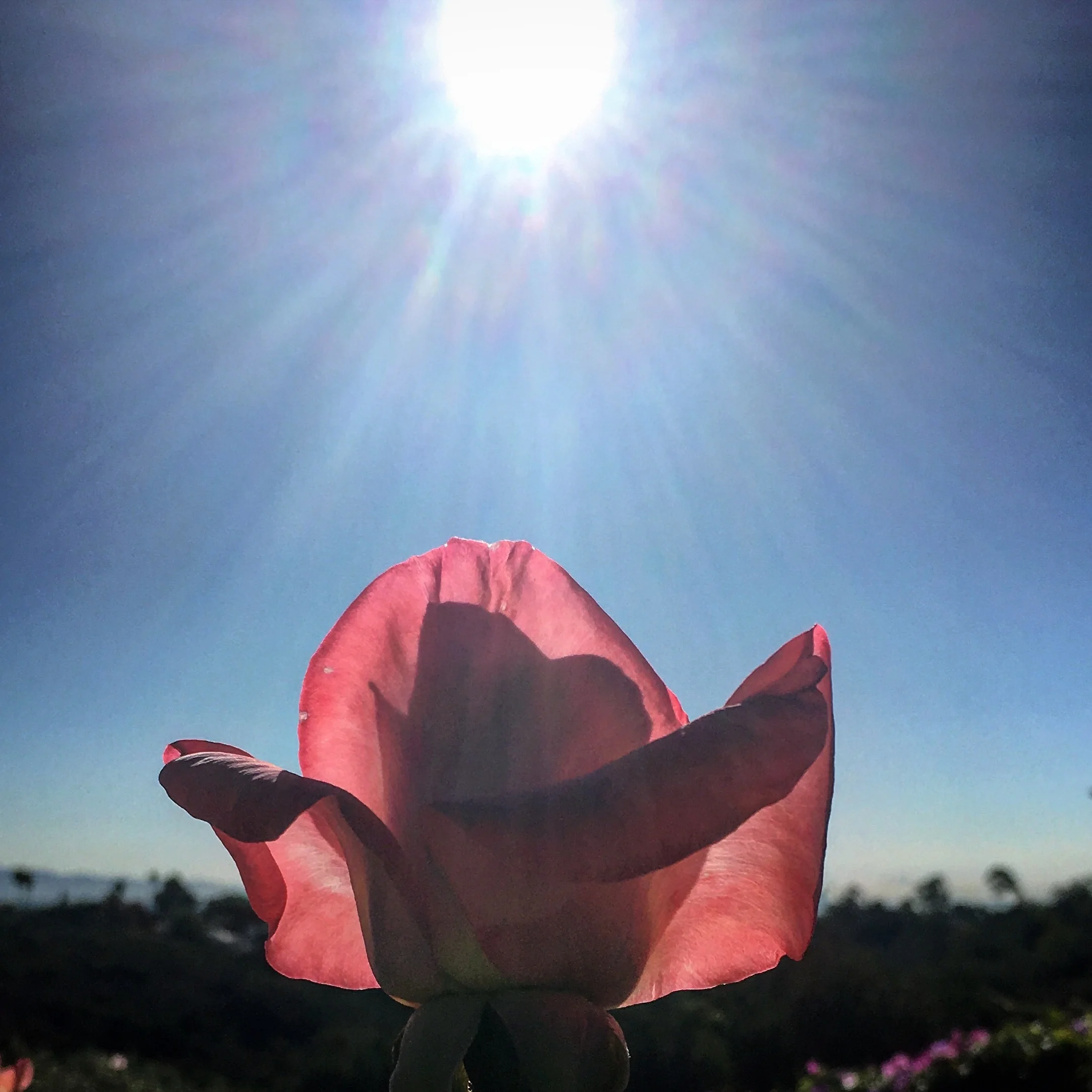 Name of the Rose