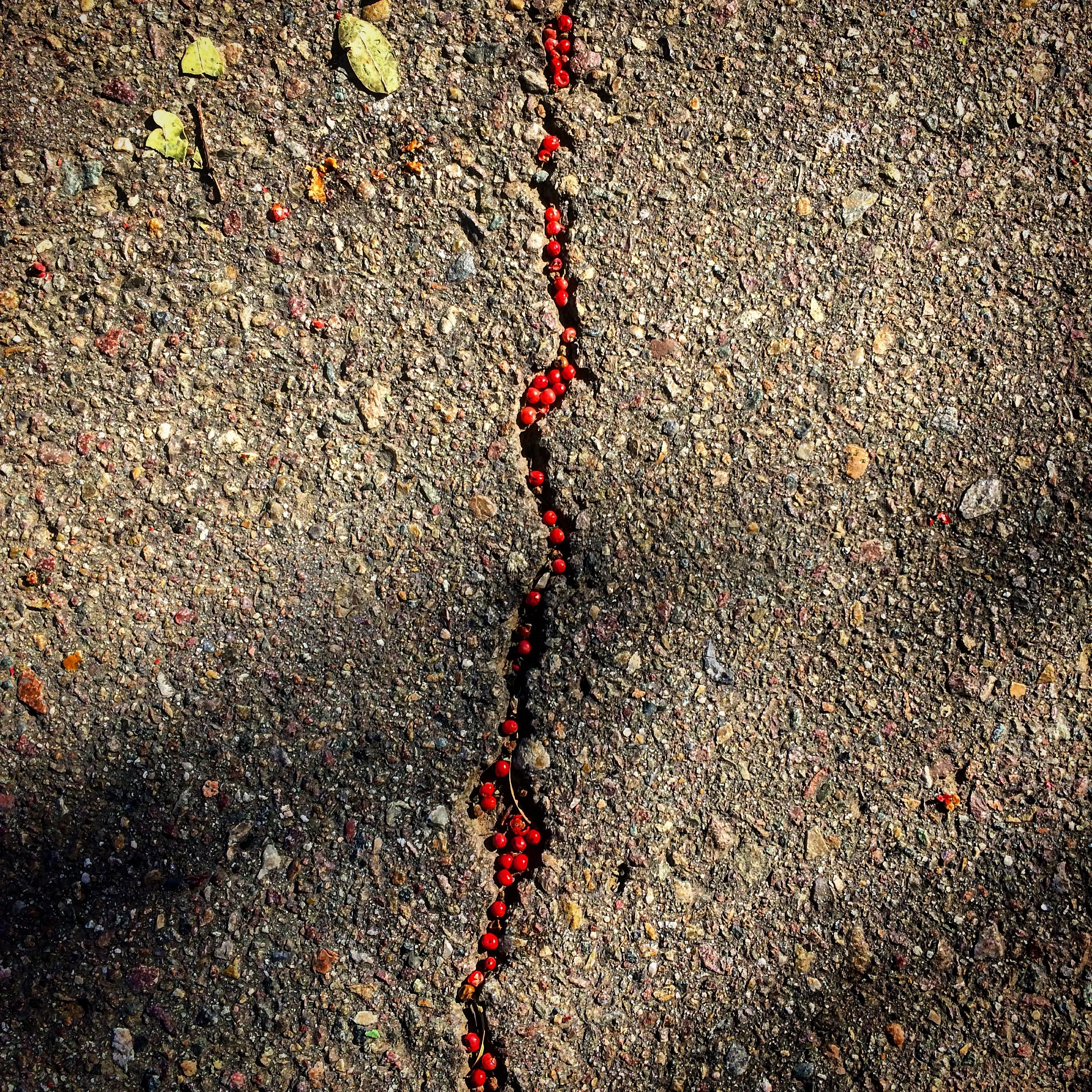 California_Peppertree_berries