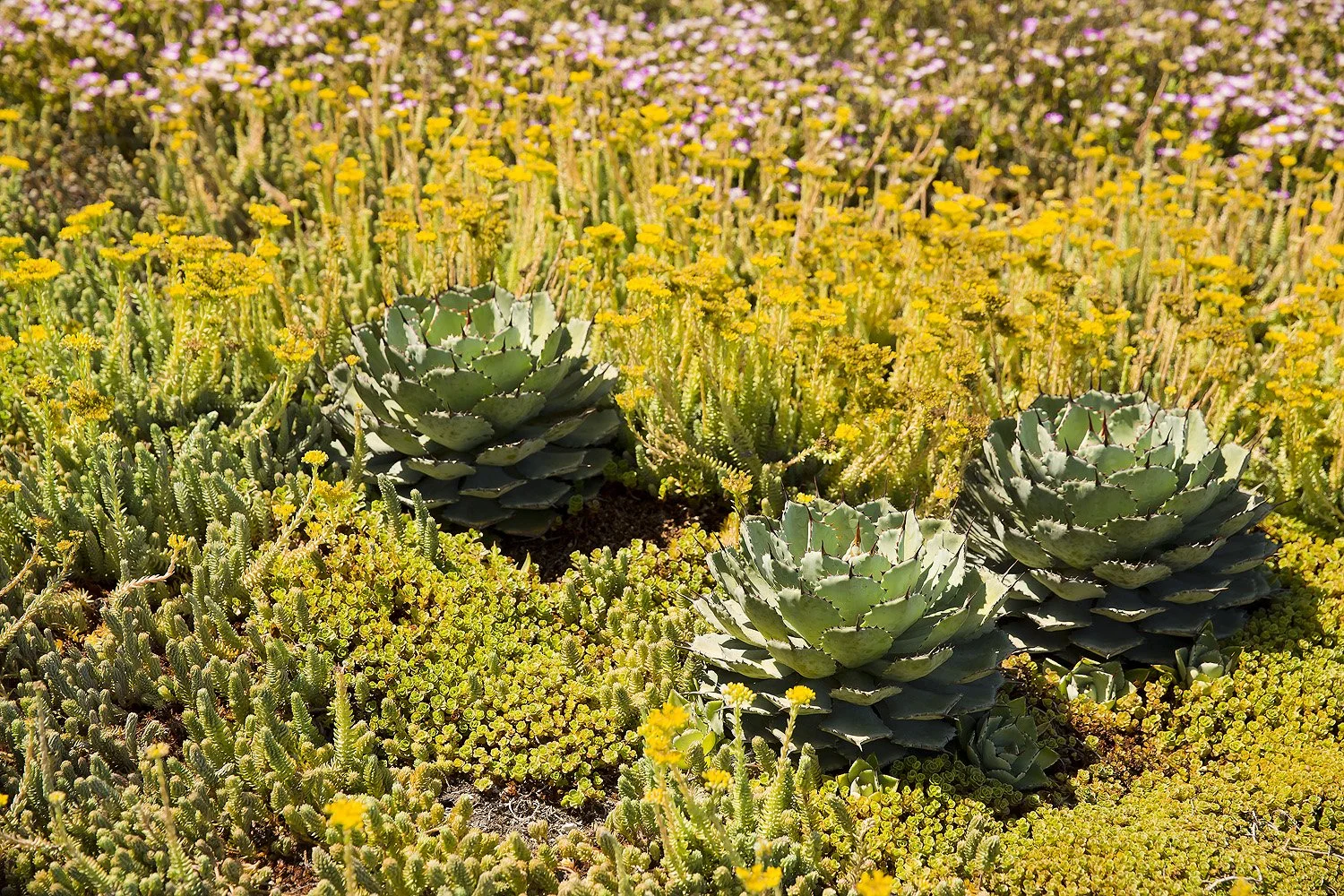 succulent landscape vignette designed by SUBU Design