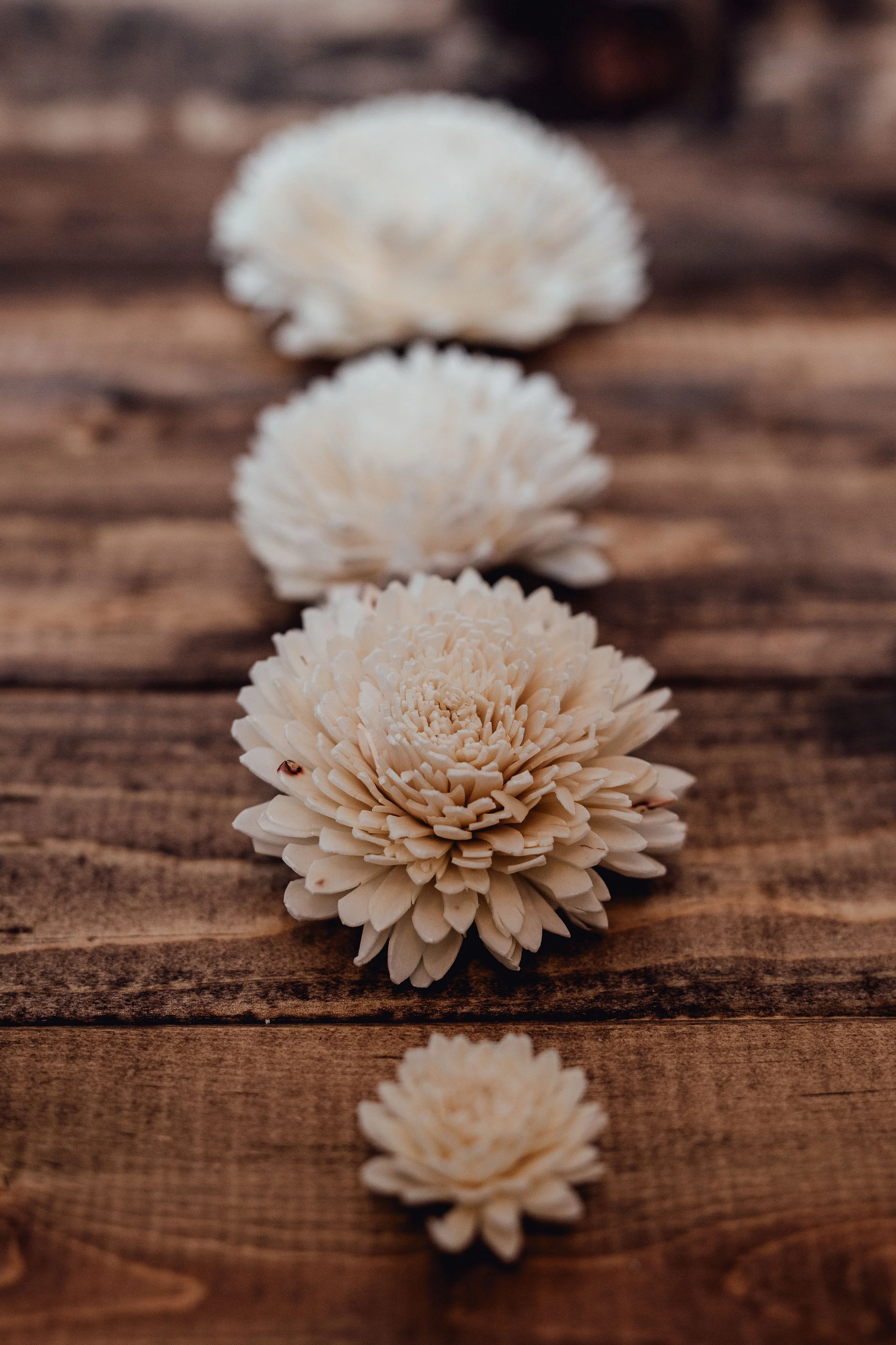 Zinnia