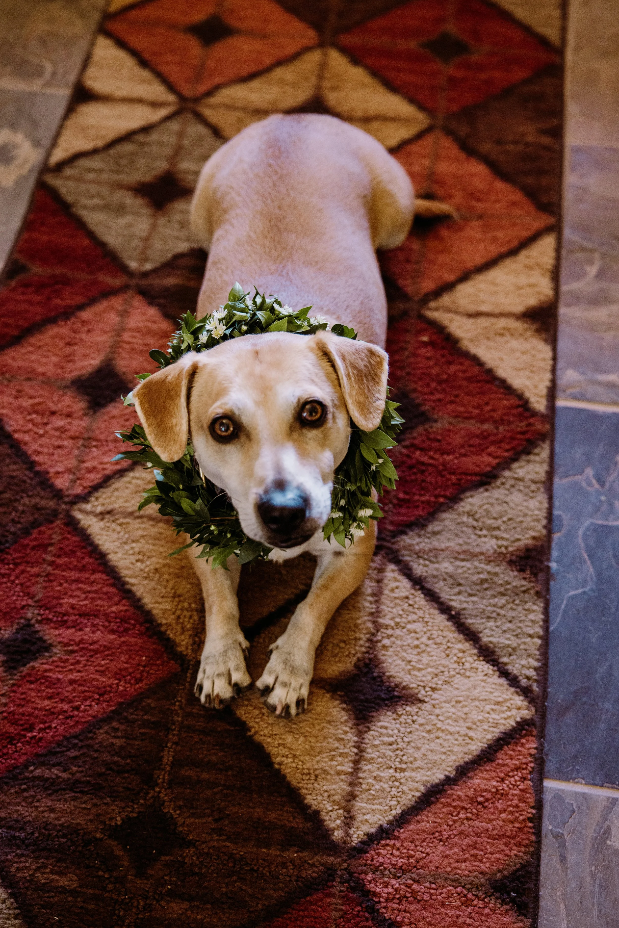 Tayler Carlisle Dog.jpg