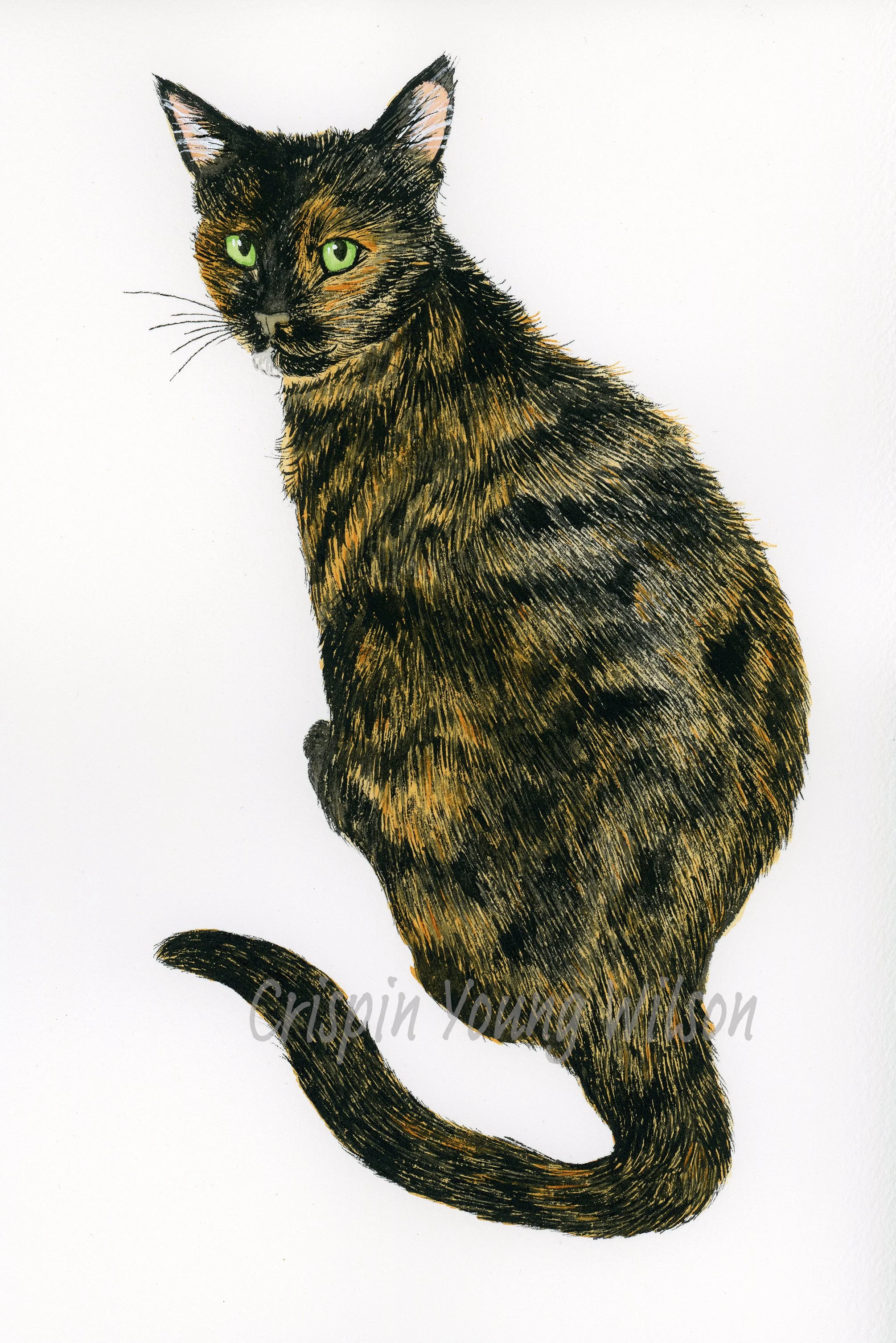 Bindi-web copy.jpg