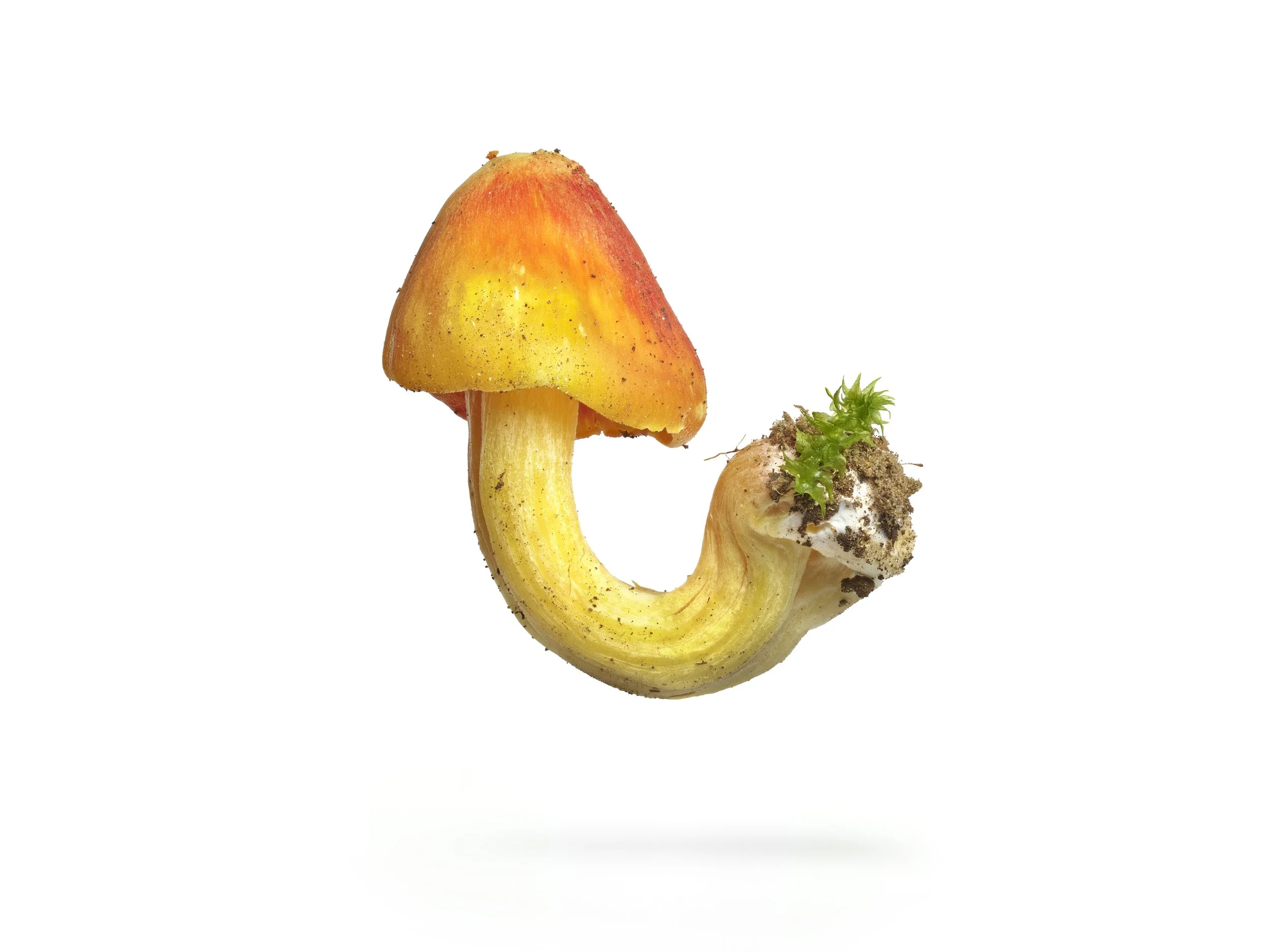 OrangeJHook_Cortif 1.jpg