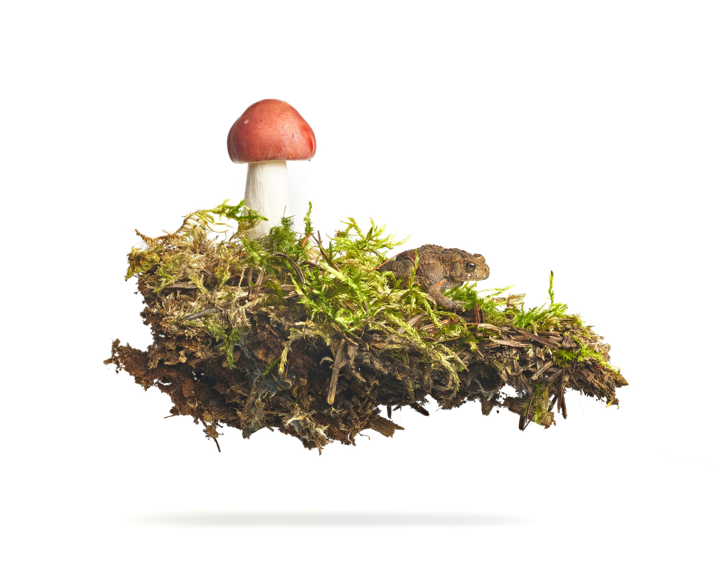toad_cor2 1.jpg