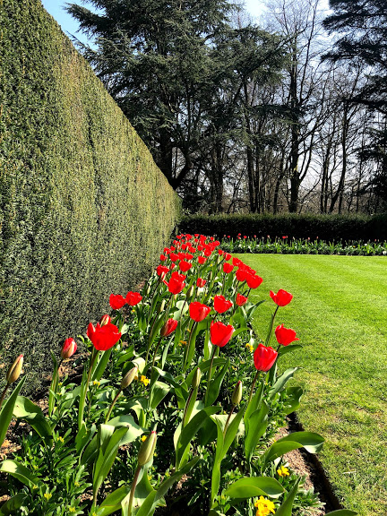 Cliveden Tulip.jpg