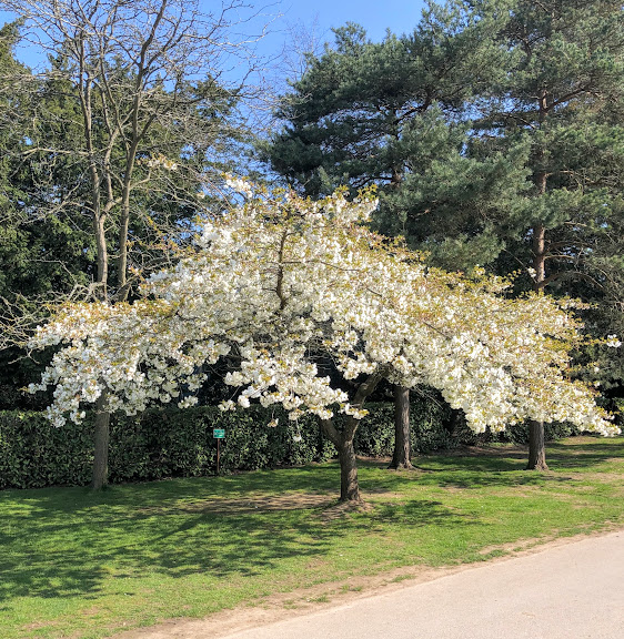 Cliveden Blossom.jpg