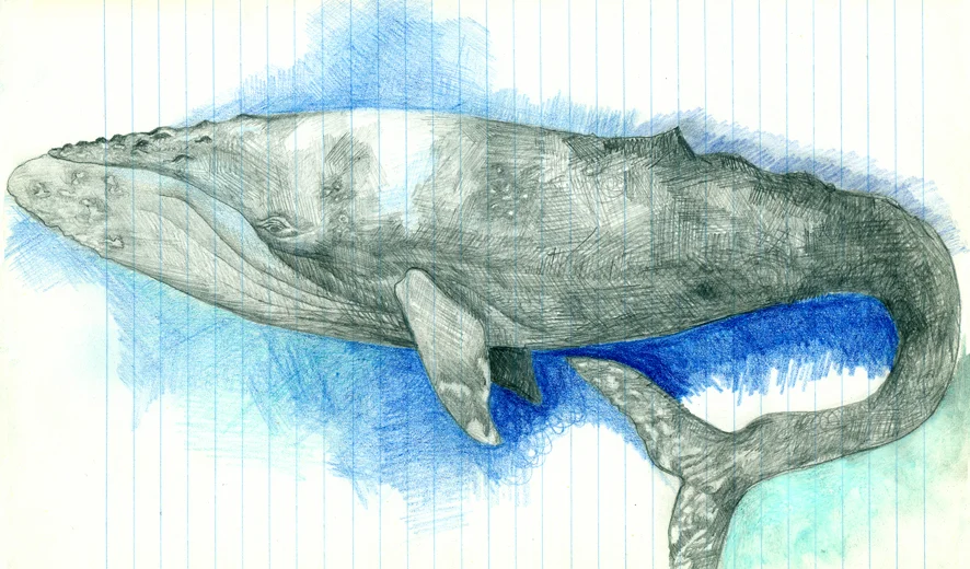 6-ballena1-150.jpg