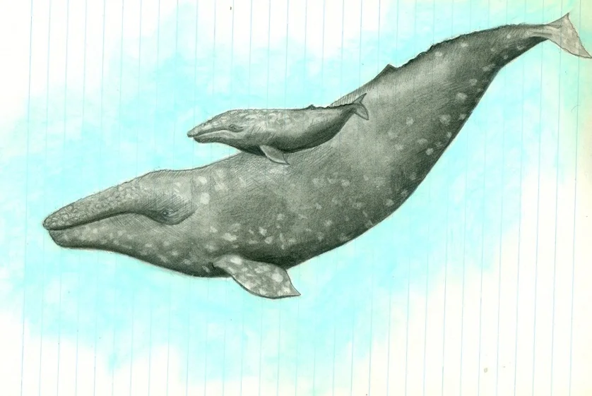 7-ballena2-150.jpg