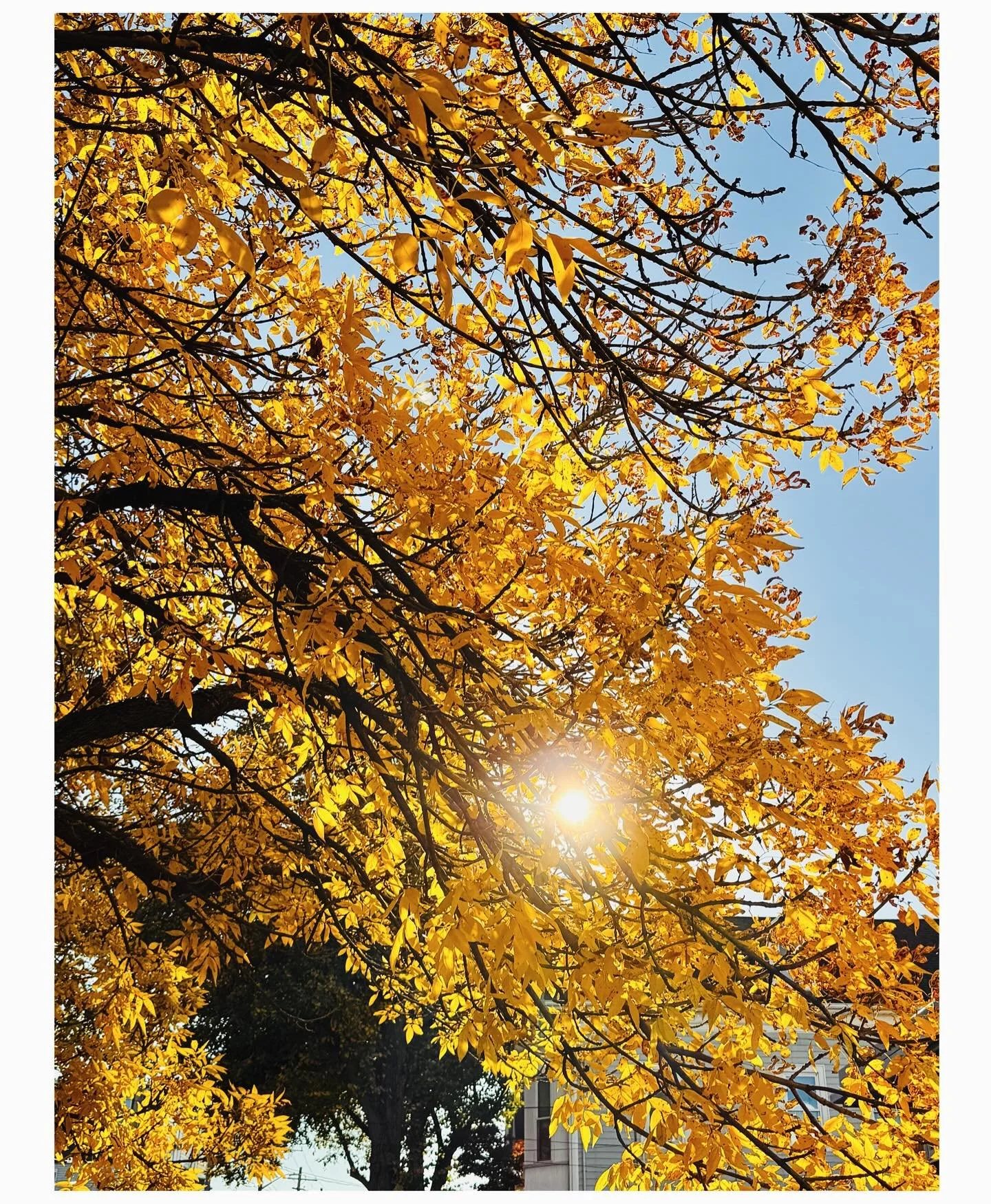 Autumn Color Story
.
.
#jennybrownart #autumnleaves #october