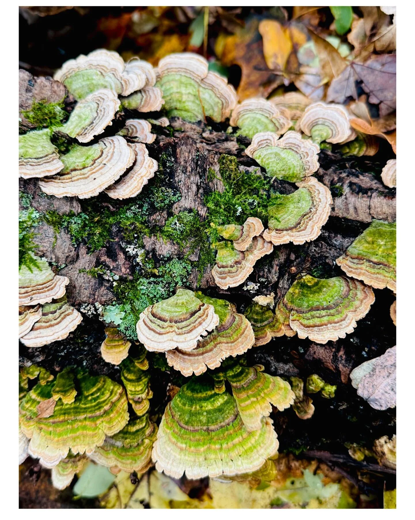 Took a beautiful walk on halloween with @sparrowthebrave, and saw the most gorgeous lines and colors at every turn 🍁
.
.
#jennybrownart #naturewalk #landscapephotography #lichens #woodlands #moss #november