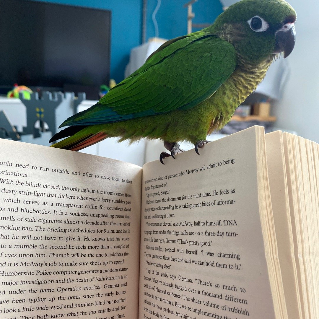 Trained my whole life to read to my parrot! She loves it though. 
.
#narrator, #parrotlife