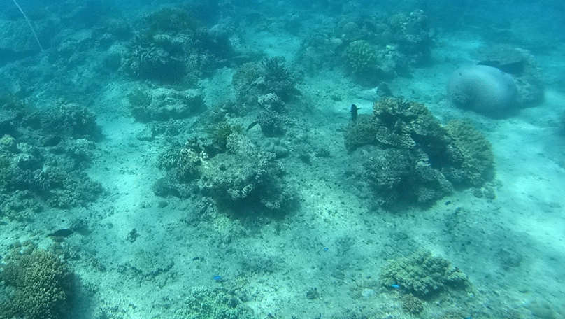 DSC04080-ANIMATION.gif