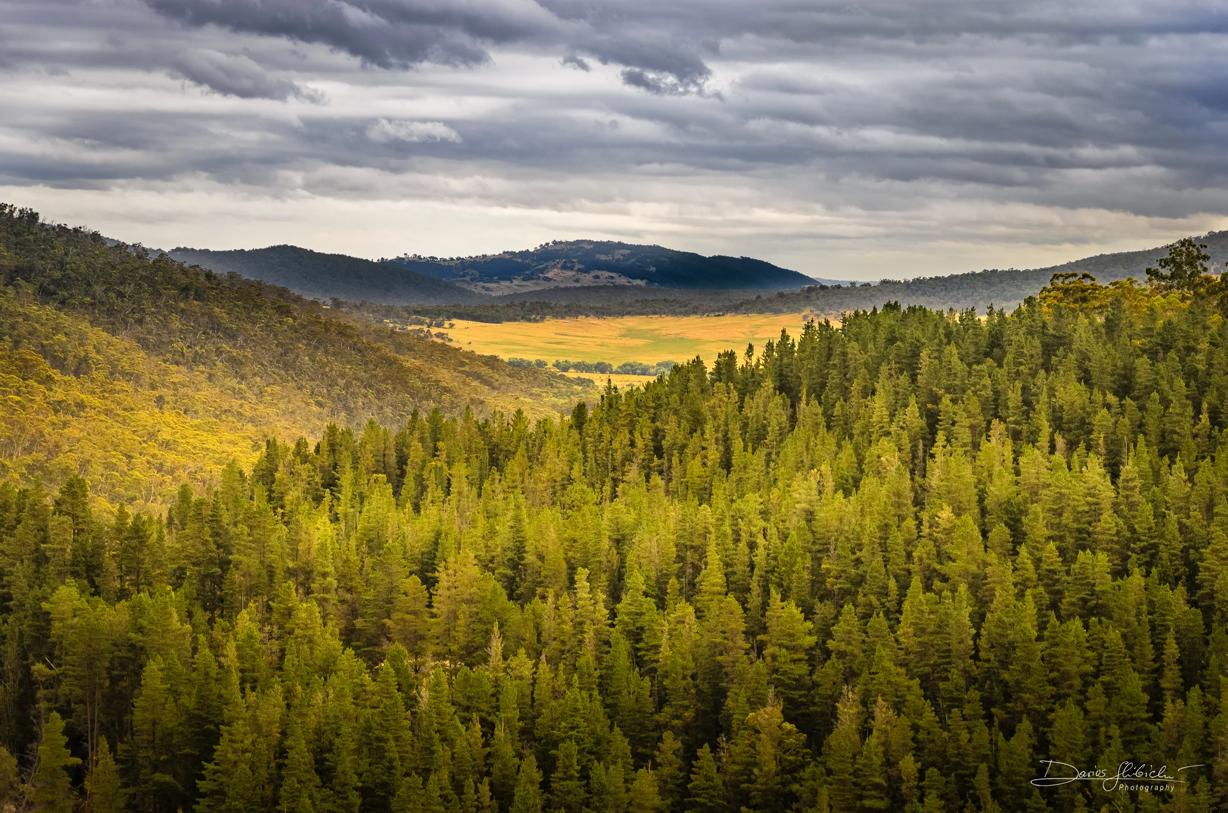 Trees of the Snowy Mountains.jpg