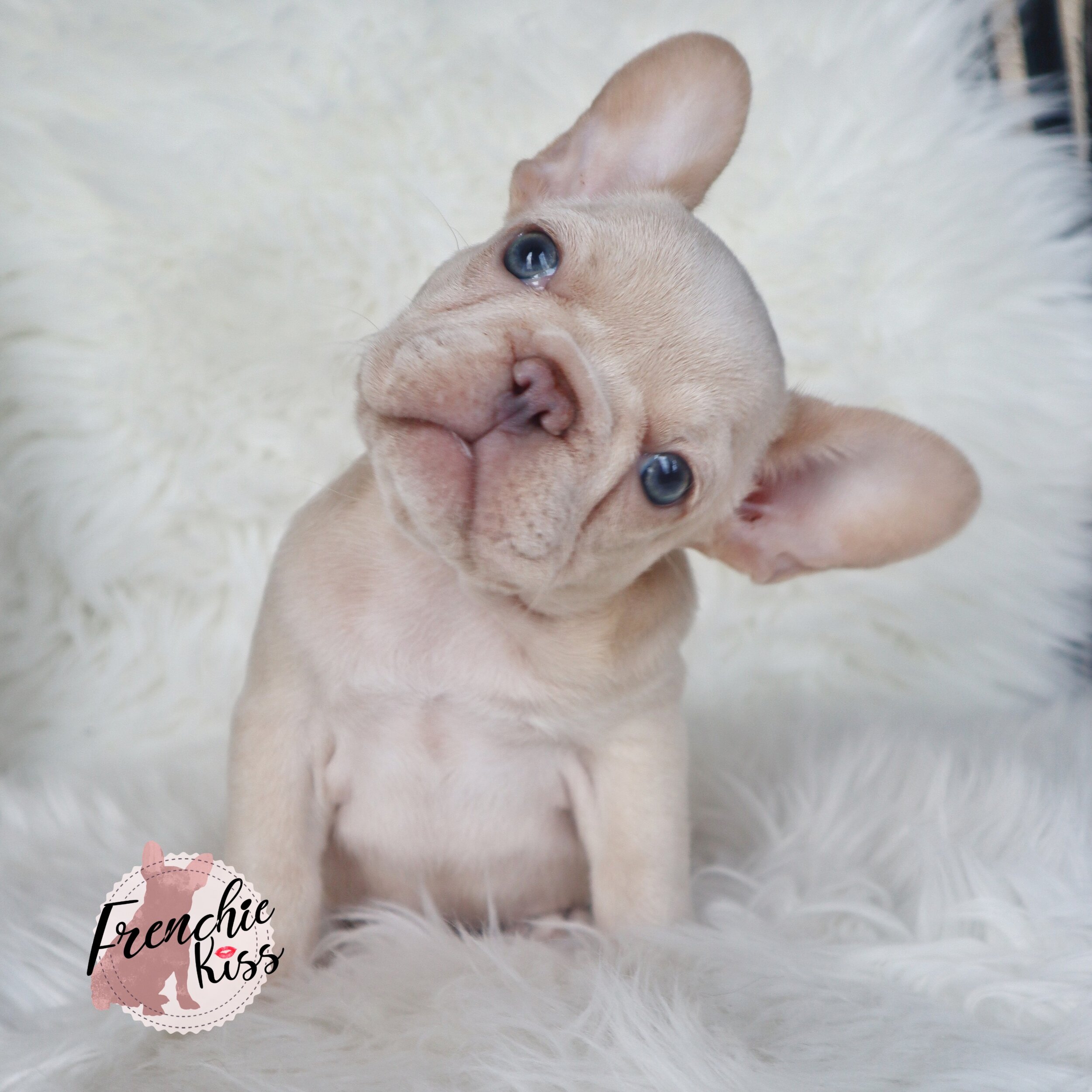how much is a c section for a french bulldog?
