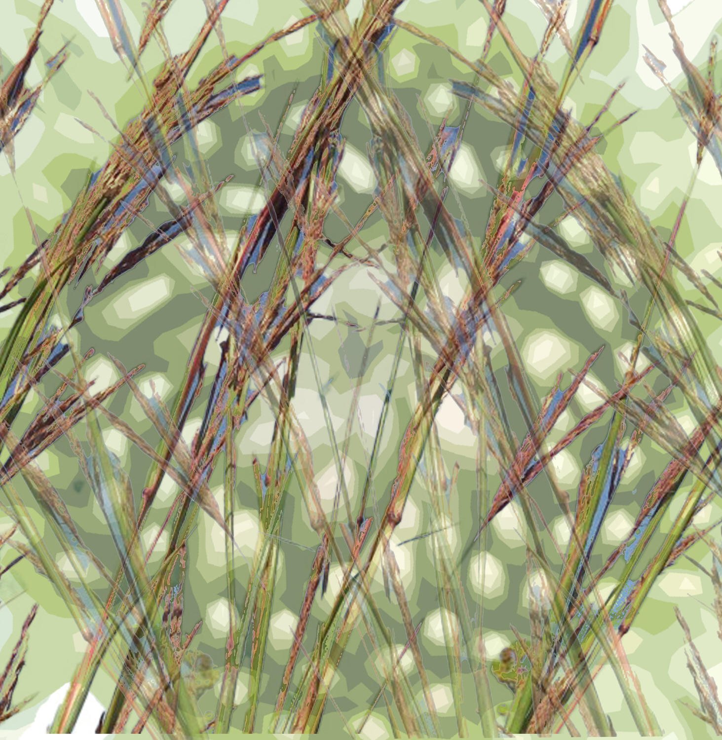echinacea-green-pod-9.jpg