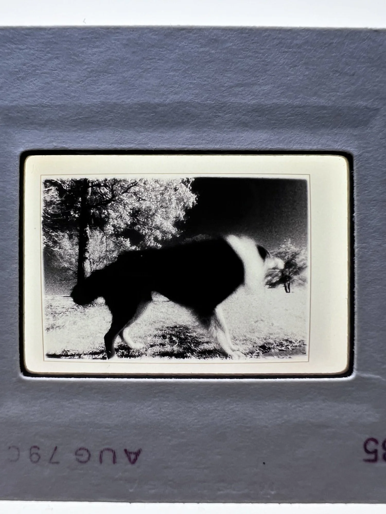 A Glimpse into the Past