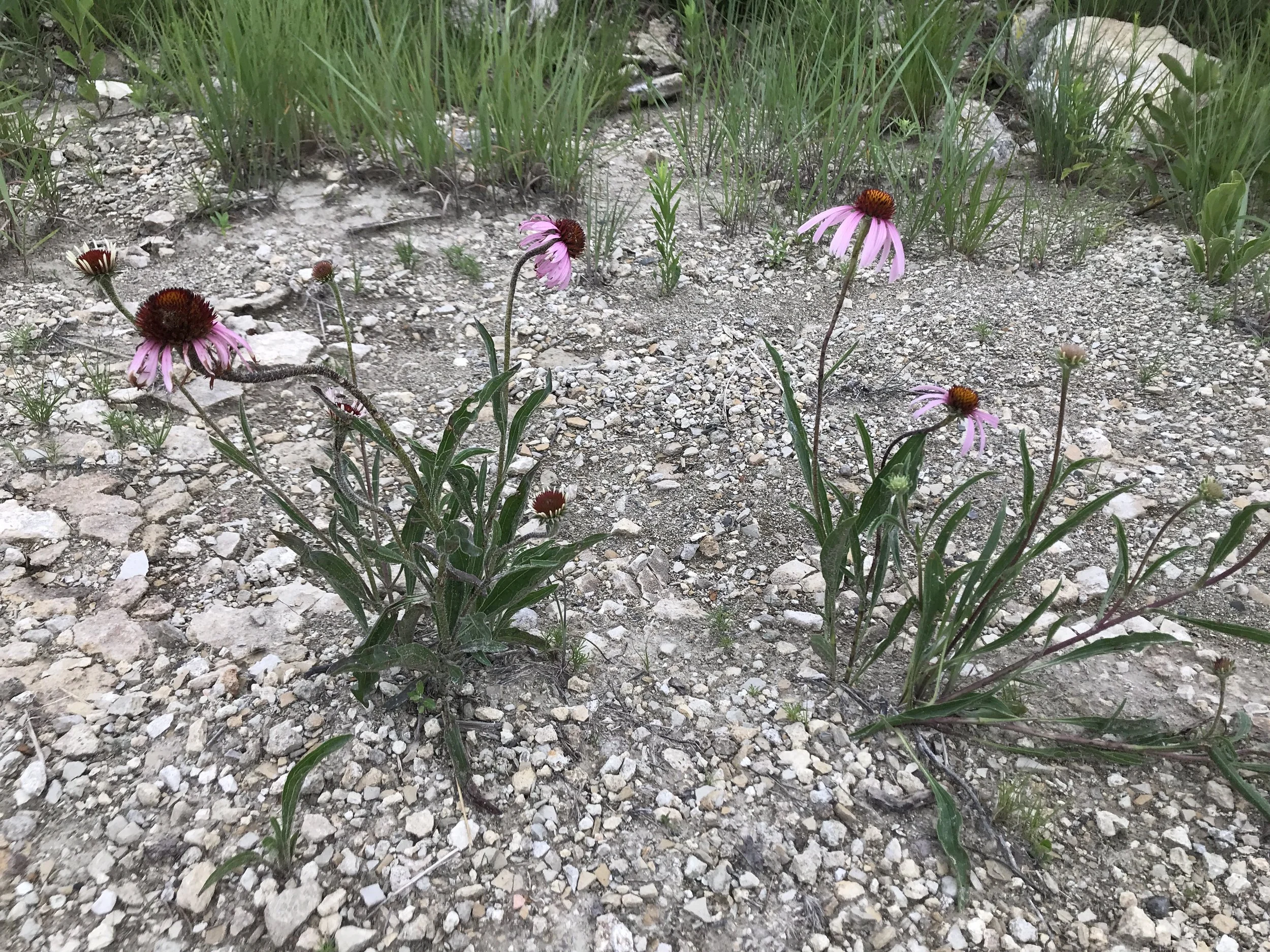 My Ode to Echinacea Begins