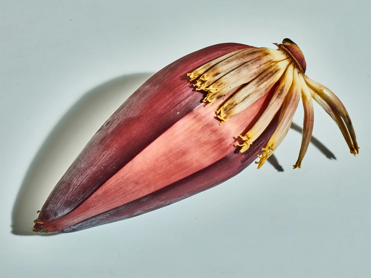 Banana plant.jpg