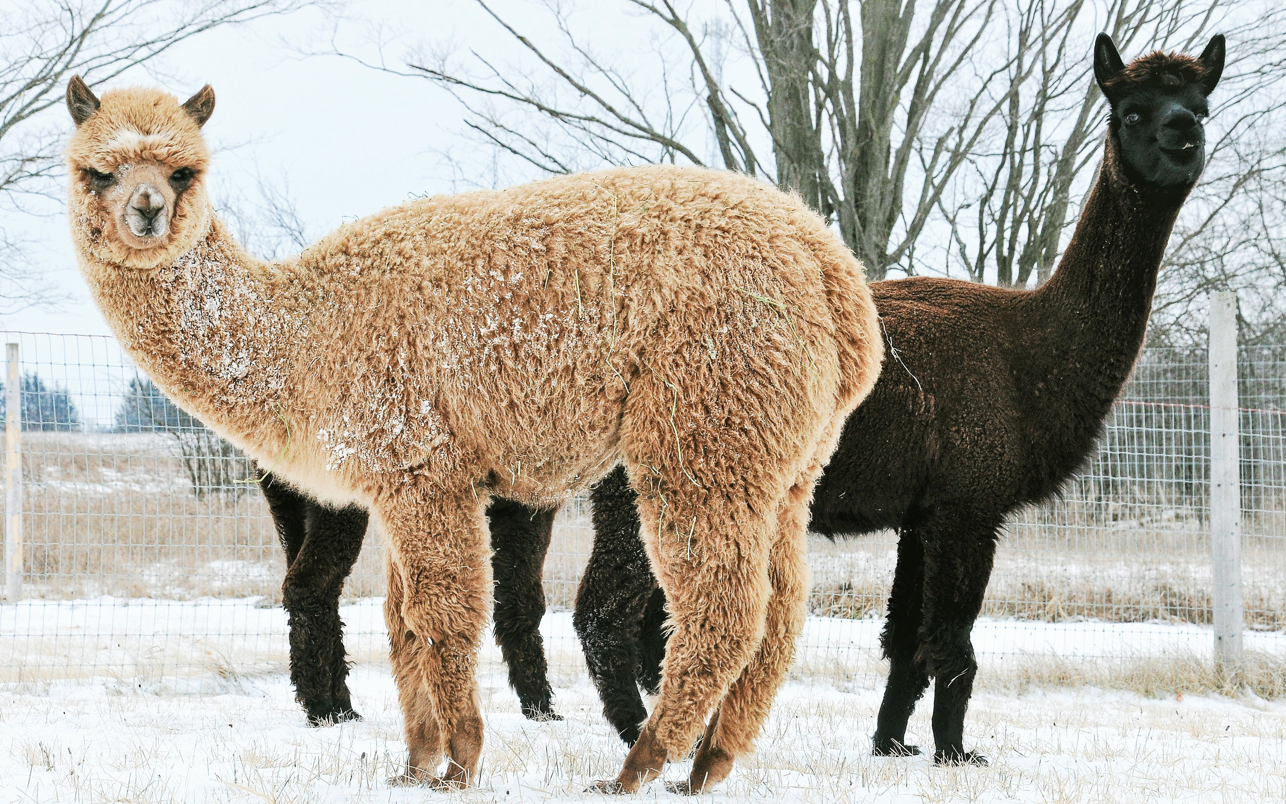   OUR ALPACAS  