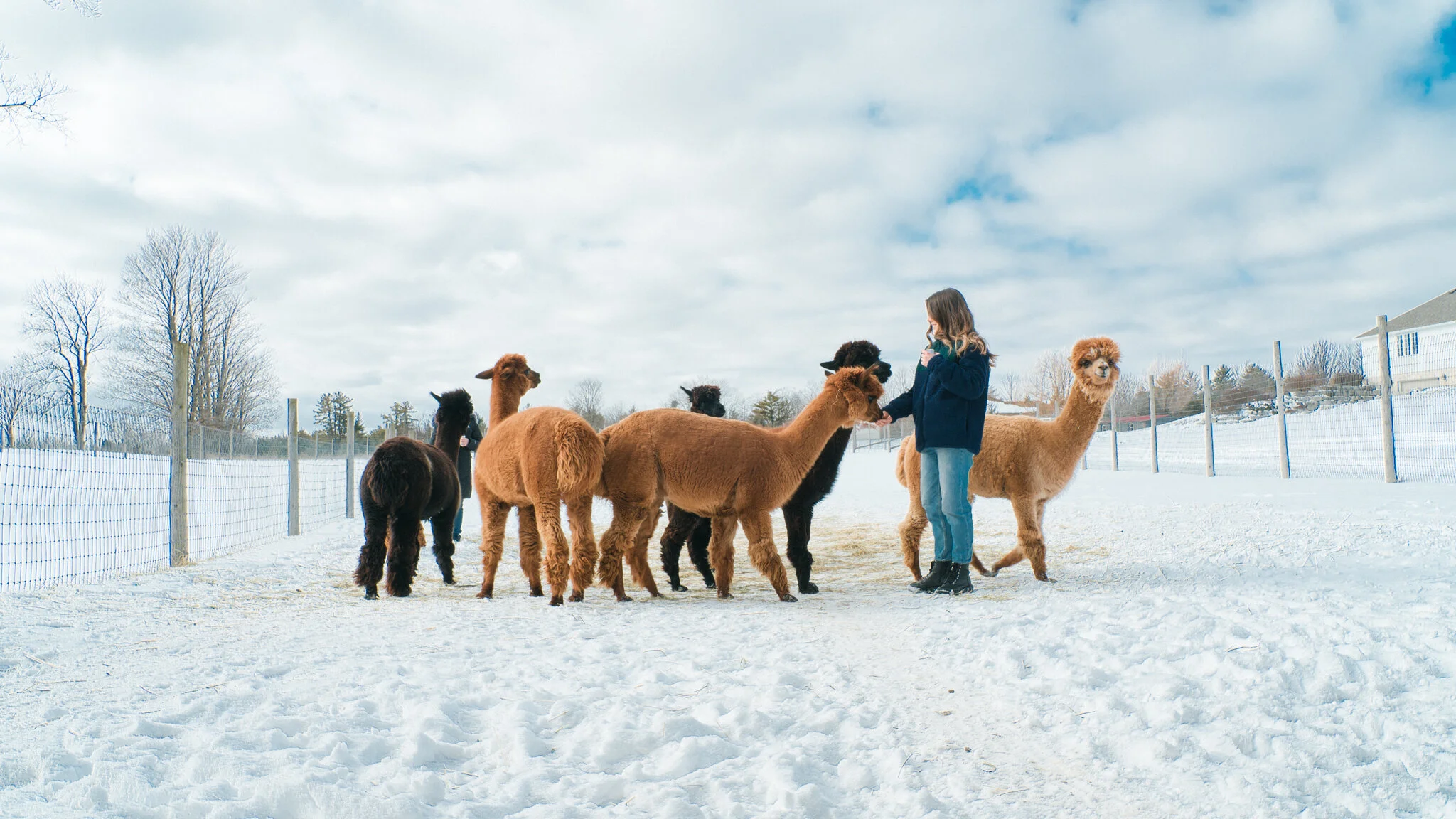 Brae Ridge Alpaca Farm Private Alpaca Visit and Tour in Ontario