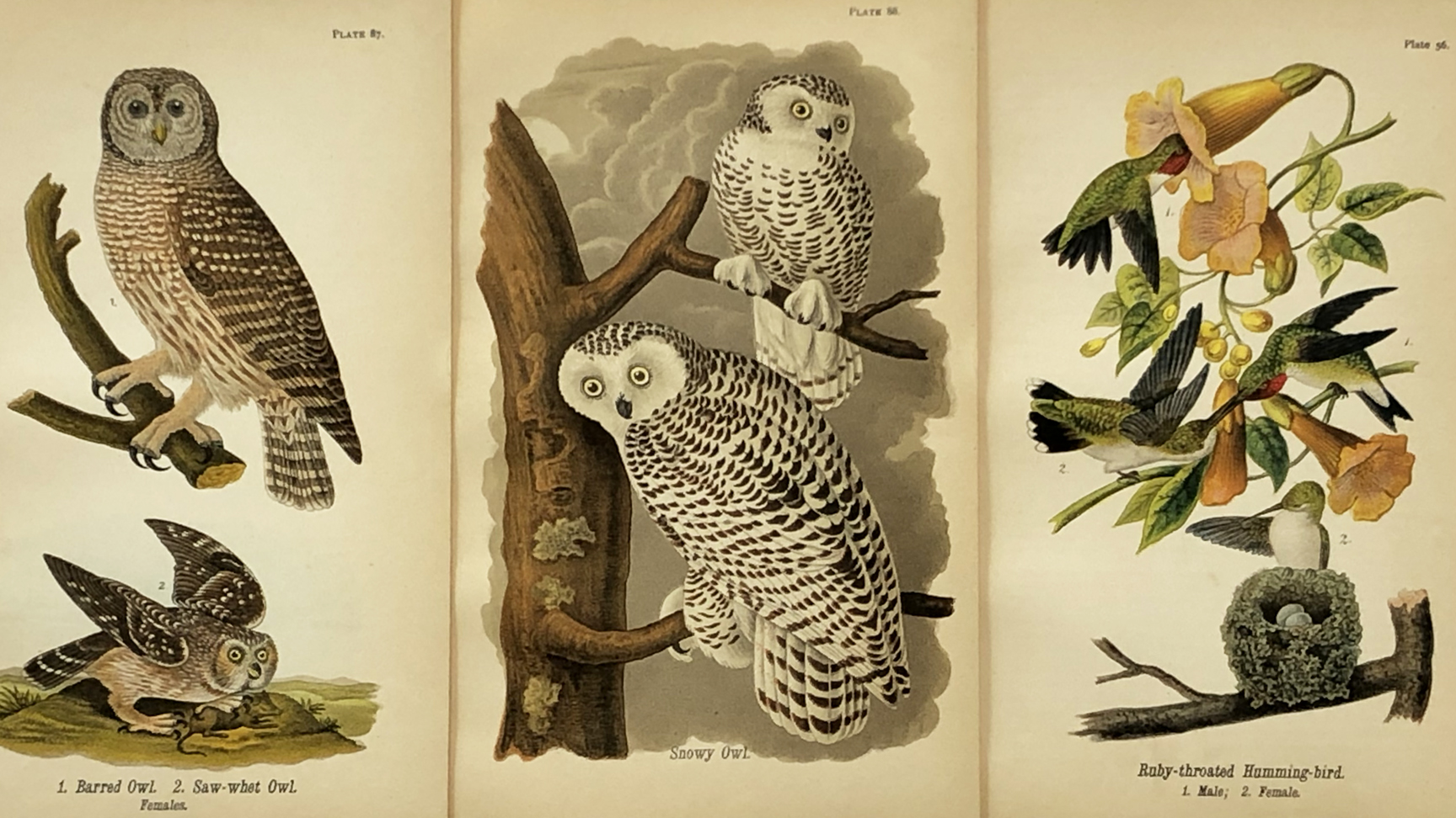 birds.jpg