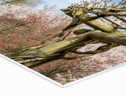 Highlights Lichtgewicht materiaal Eenvoudig te bewerken Echte fotokwaliteit voor de mooiste presentatie Ook in panormaformaten