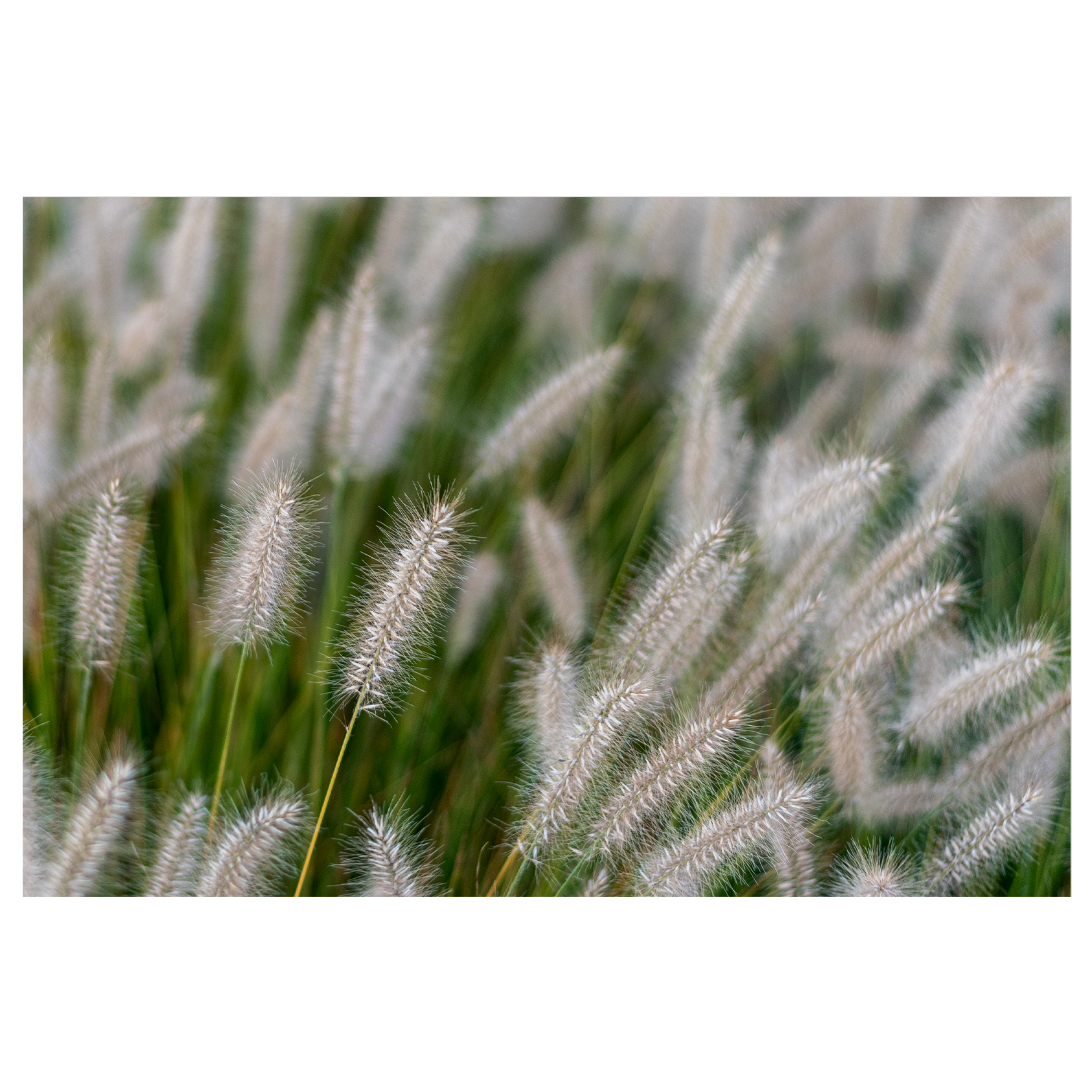 GRAS-1.png