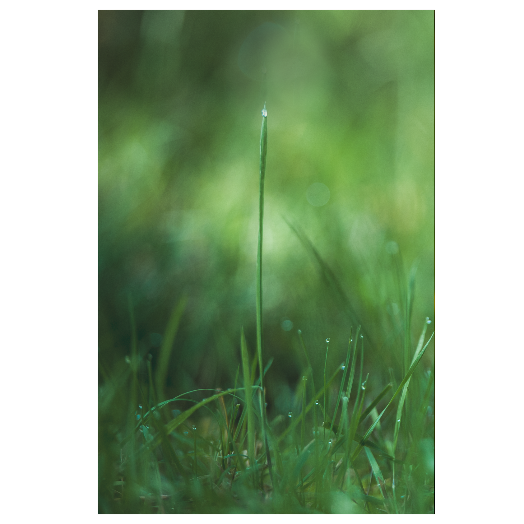 GRASSPRIET-1.png