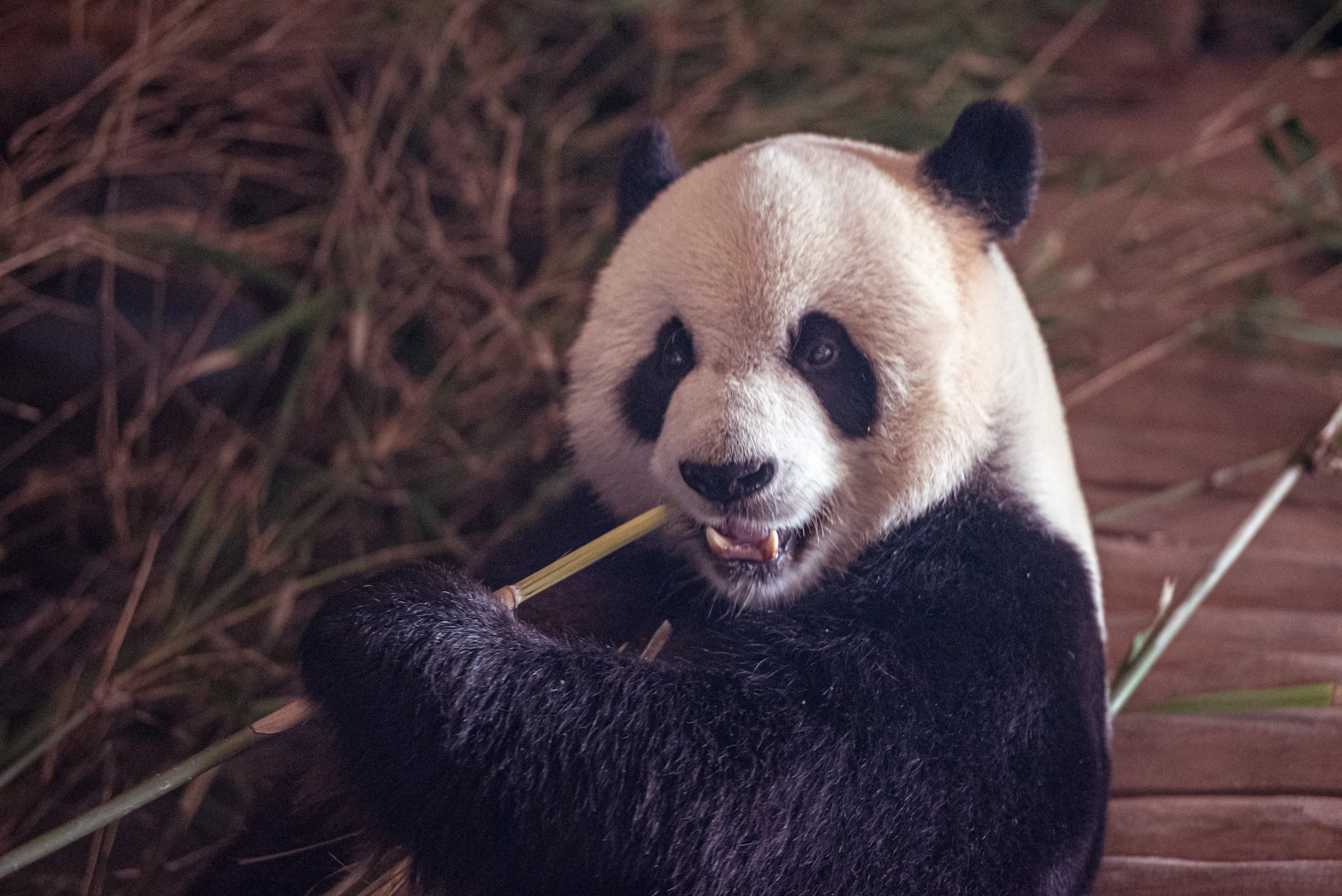 PANDA-0.jpg