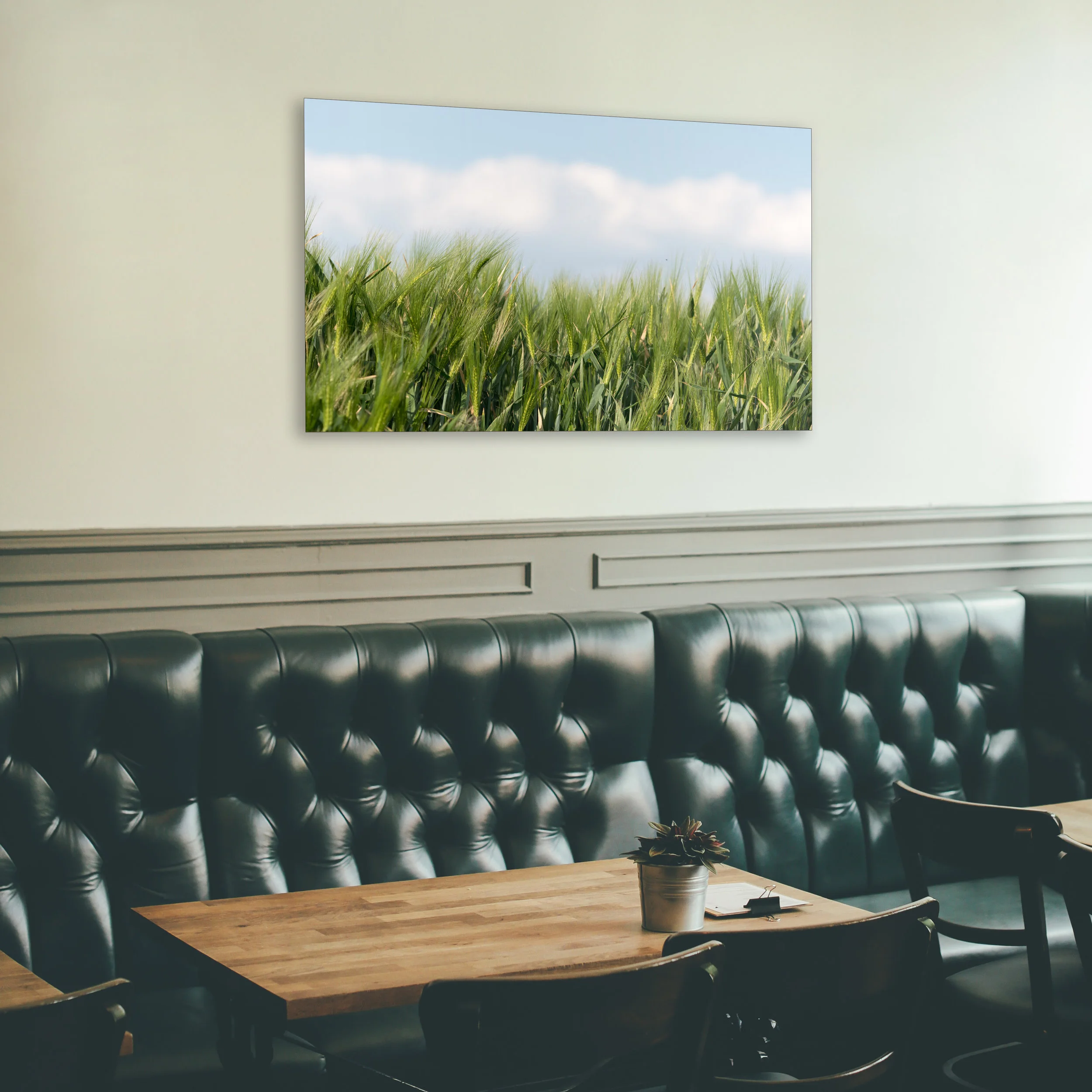 CORNFIELD-3.jpg