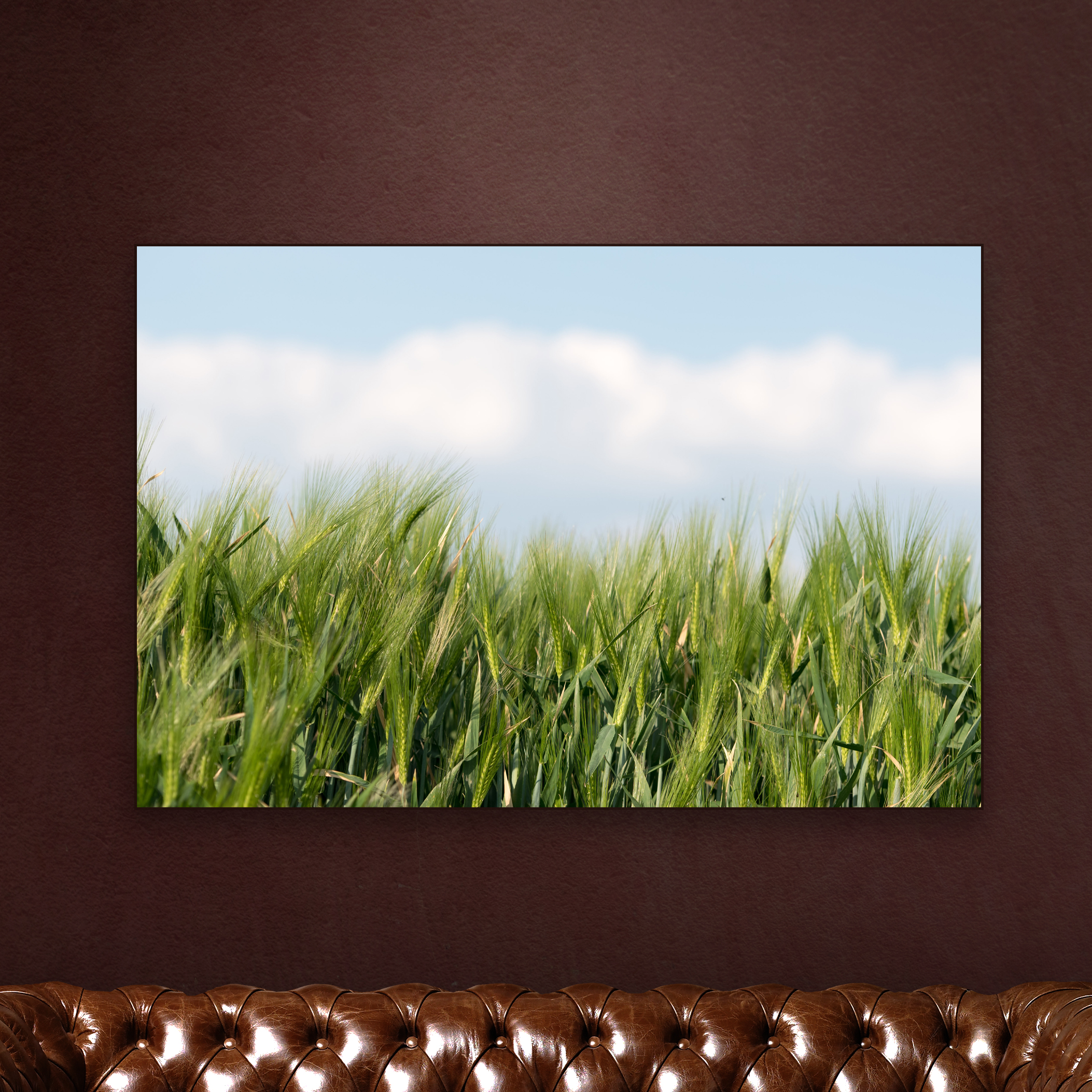 CORNFIELD-1.jpg