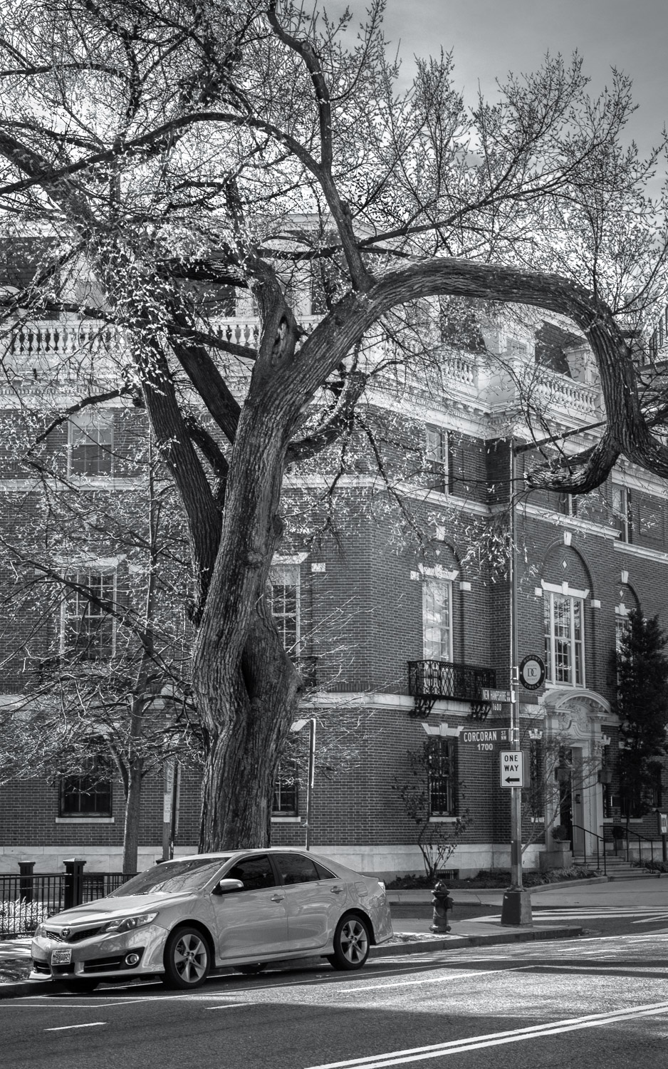 City Tree: Nureyev, 2019