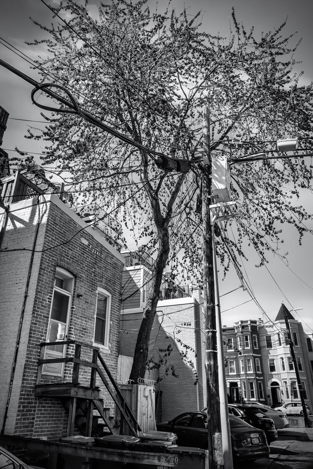 City Tree: Tangle, 2019