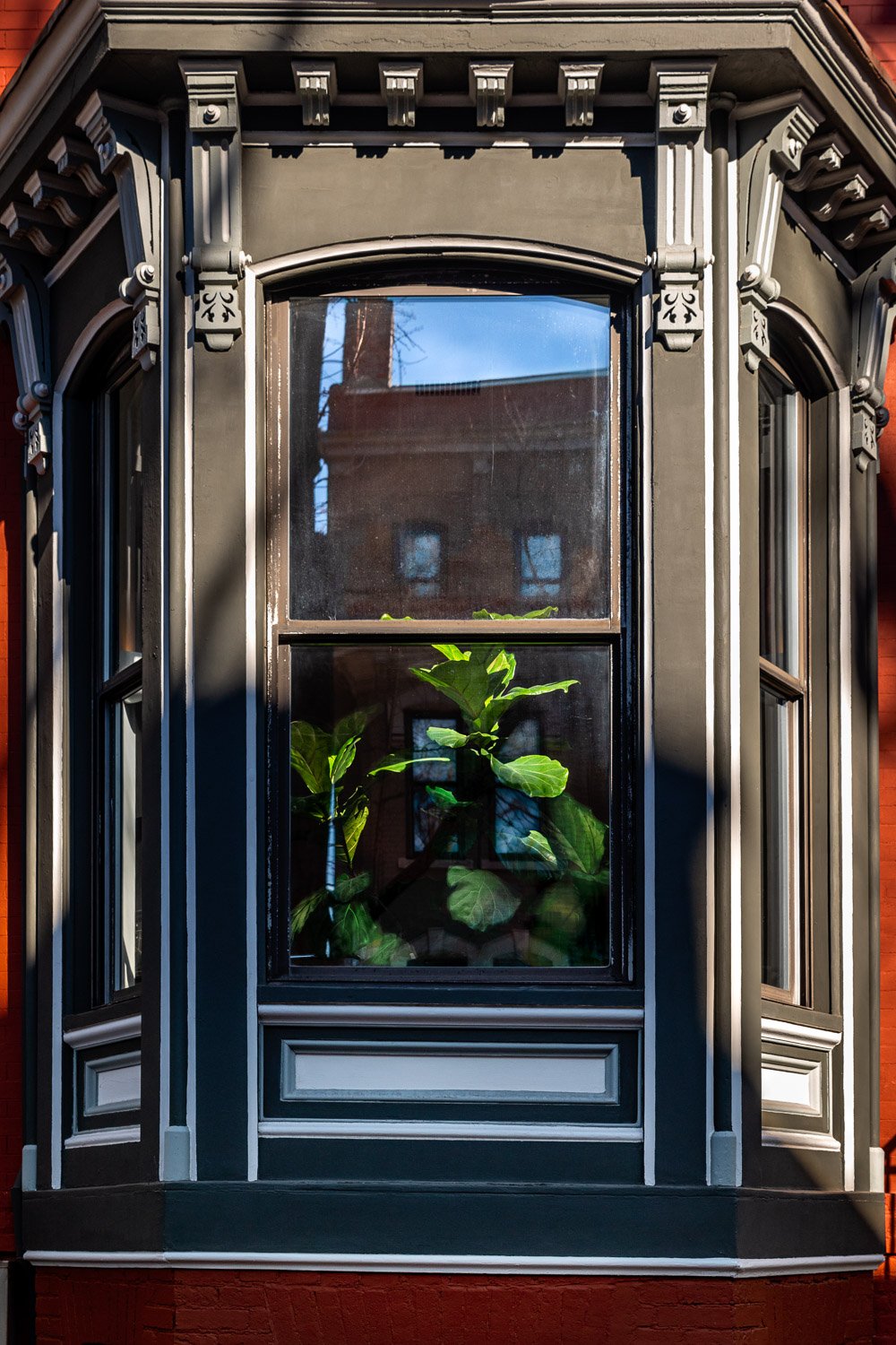Window: Ficus, 2020