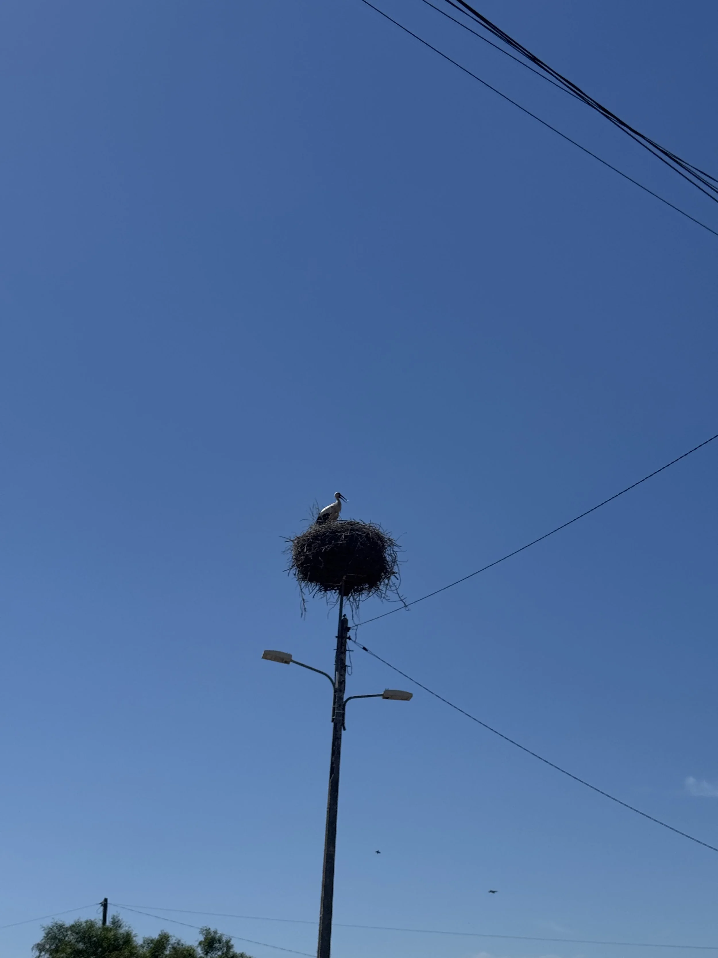 IMG_3562.jpeg