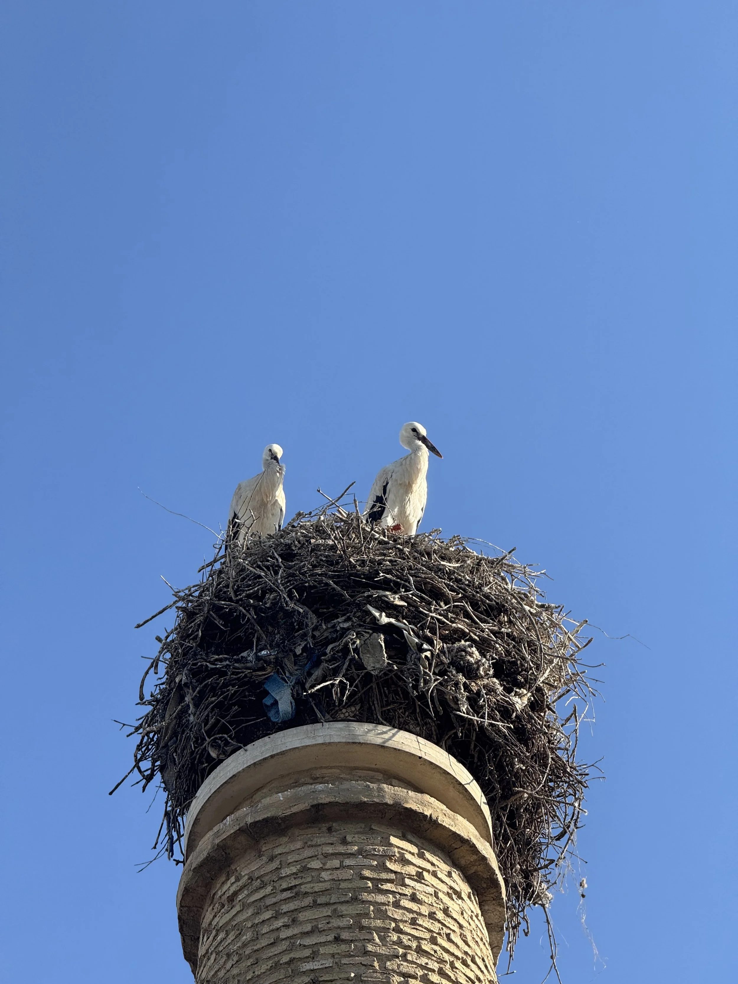 IMG_3795.jpeg